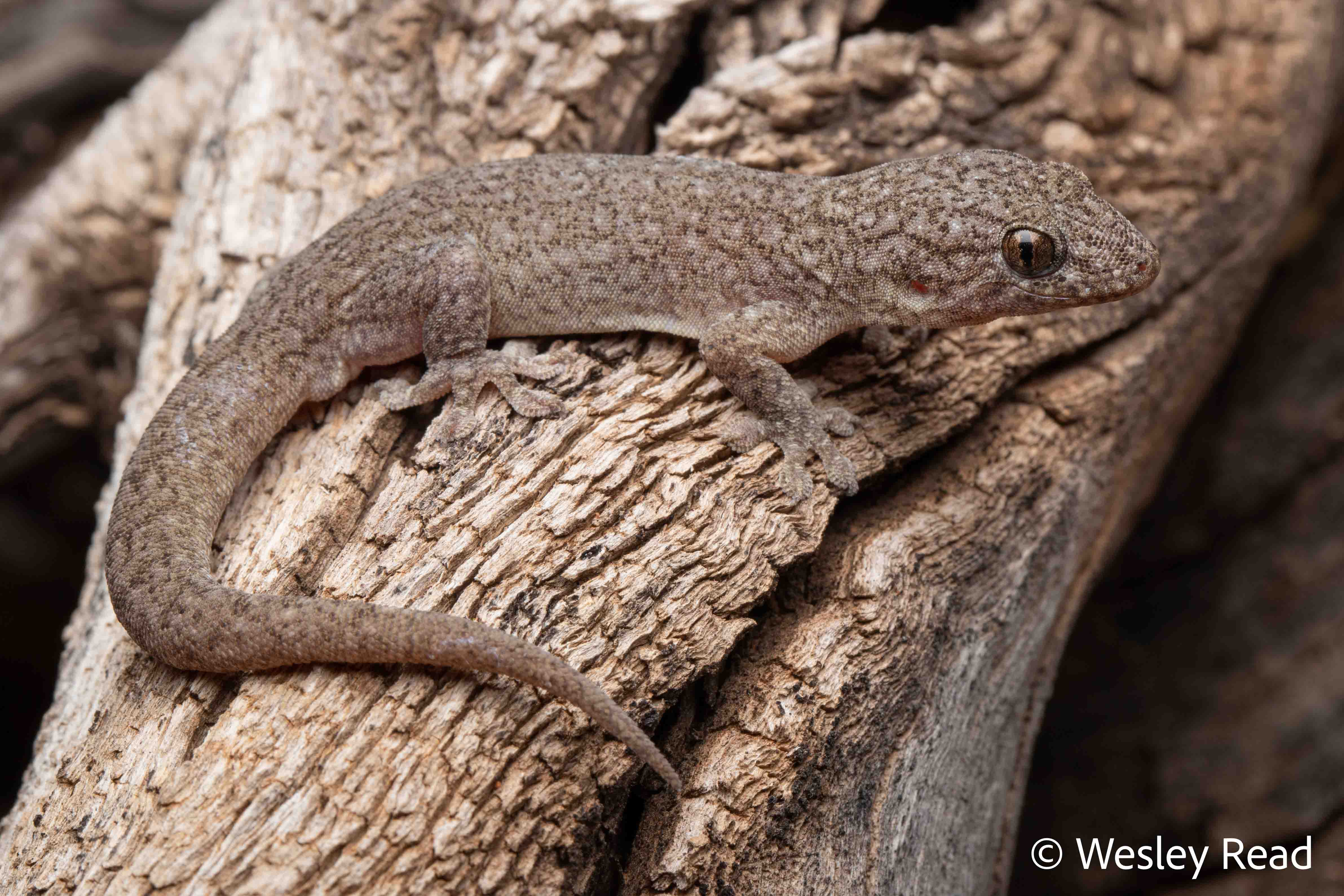 Gehyra purpurascens