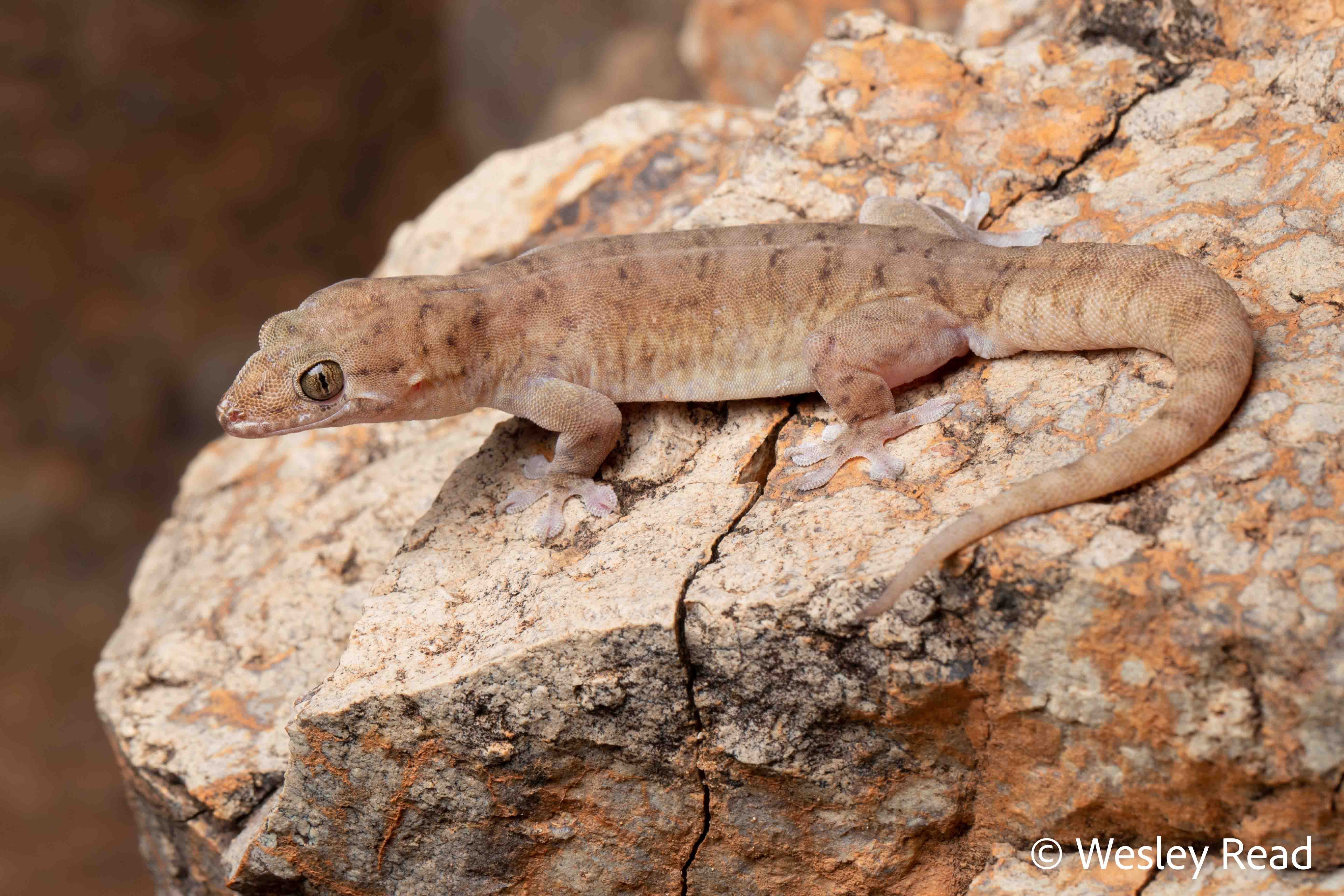 Gehyra robusta