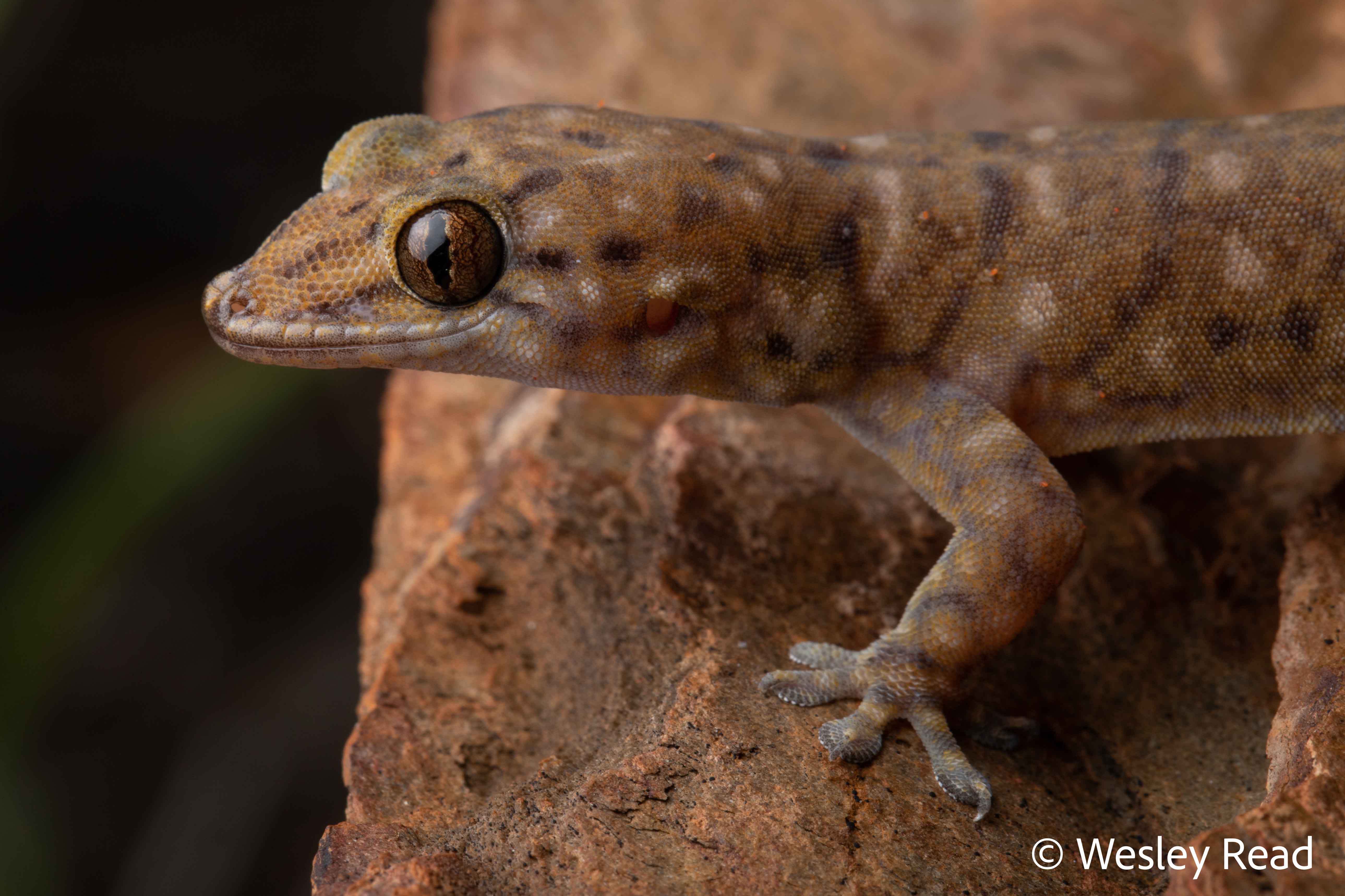 Gehyra robusta