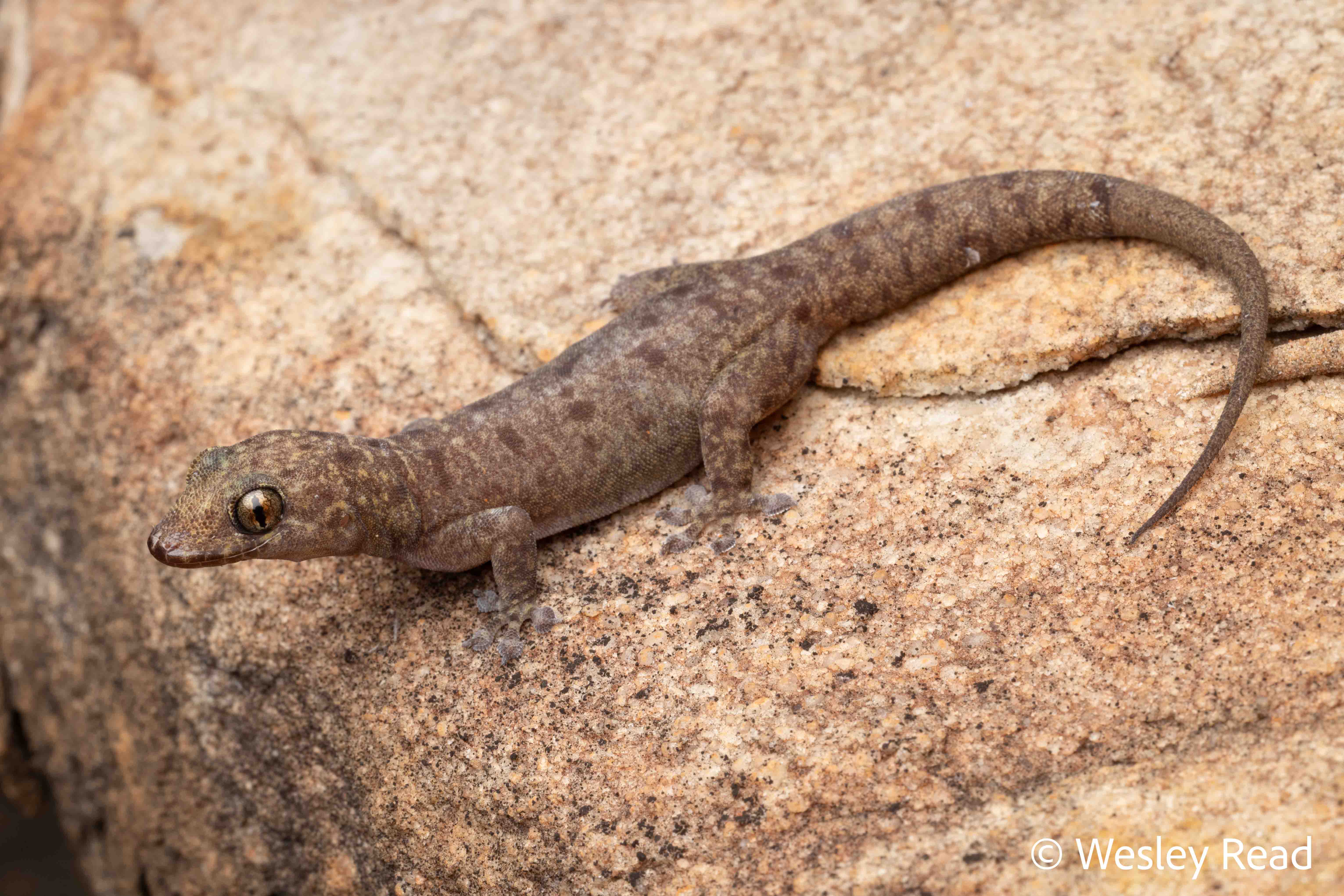 Gehyra spheniscus