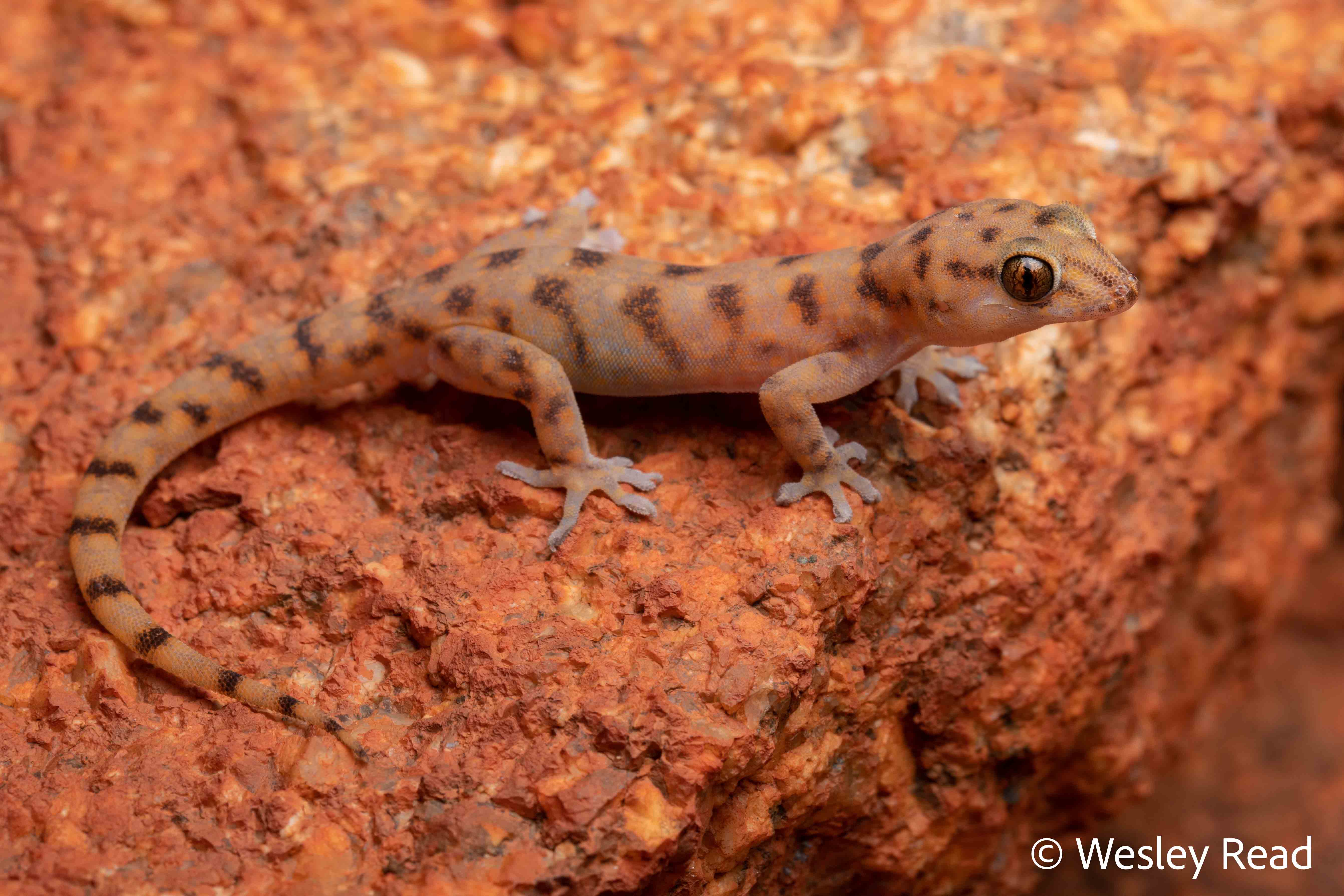 Gehyra unguiculata