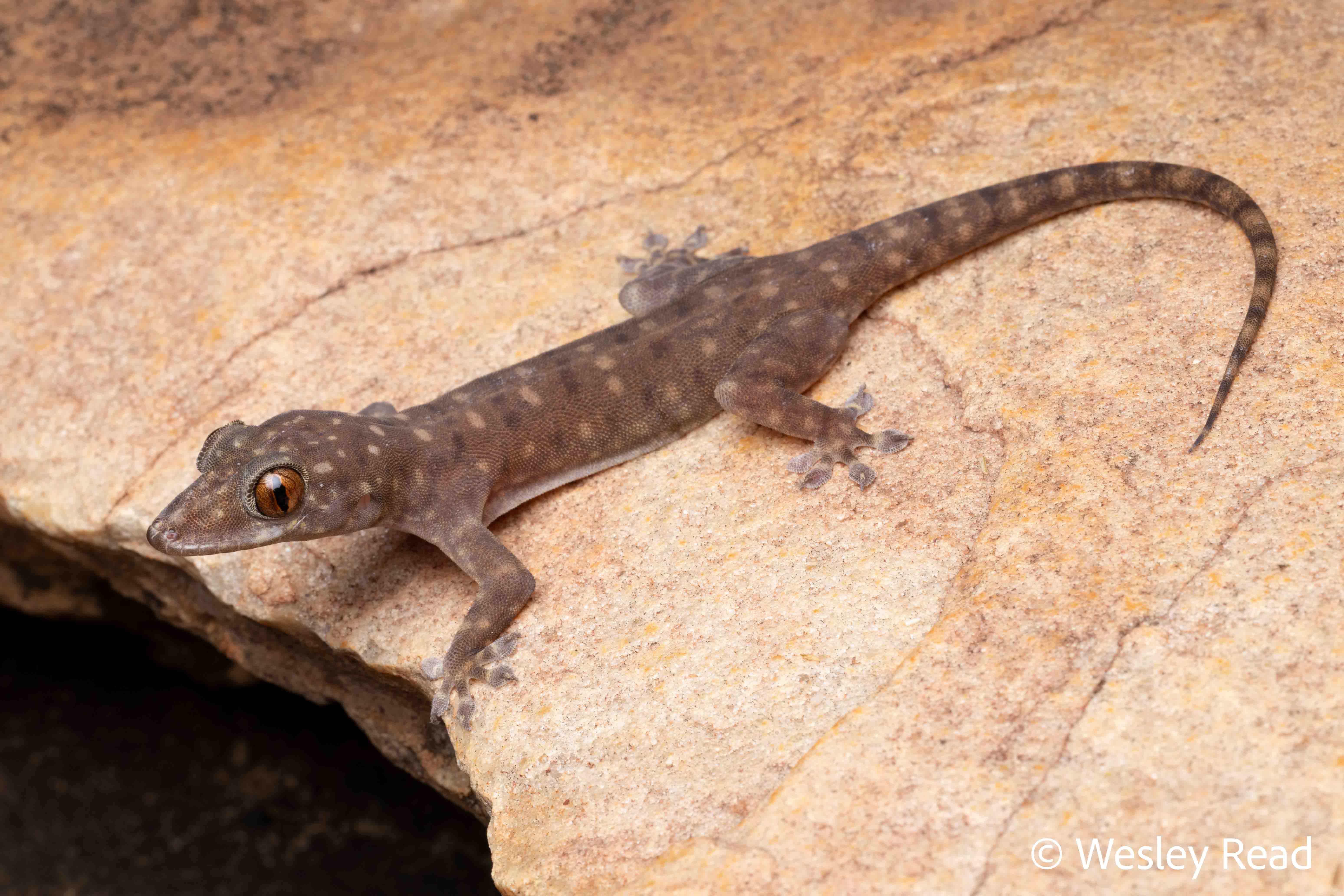 Gehyra xenopus