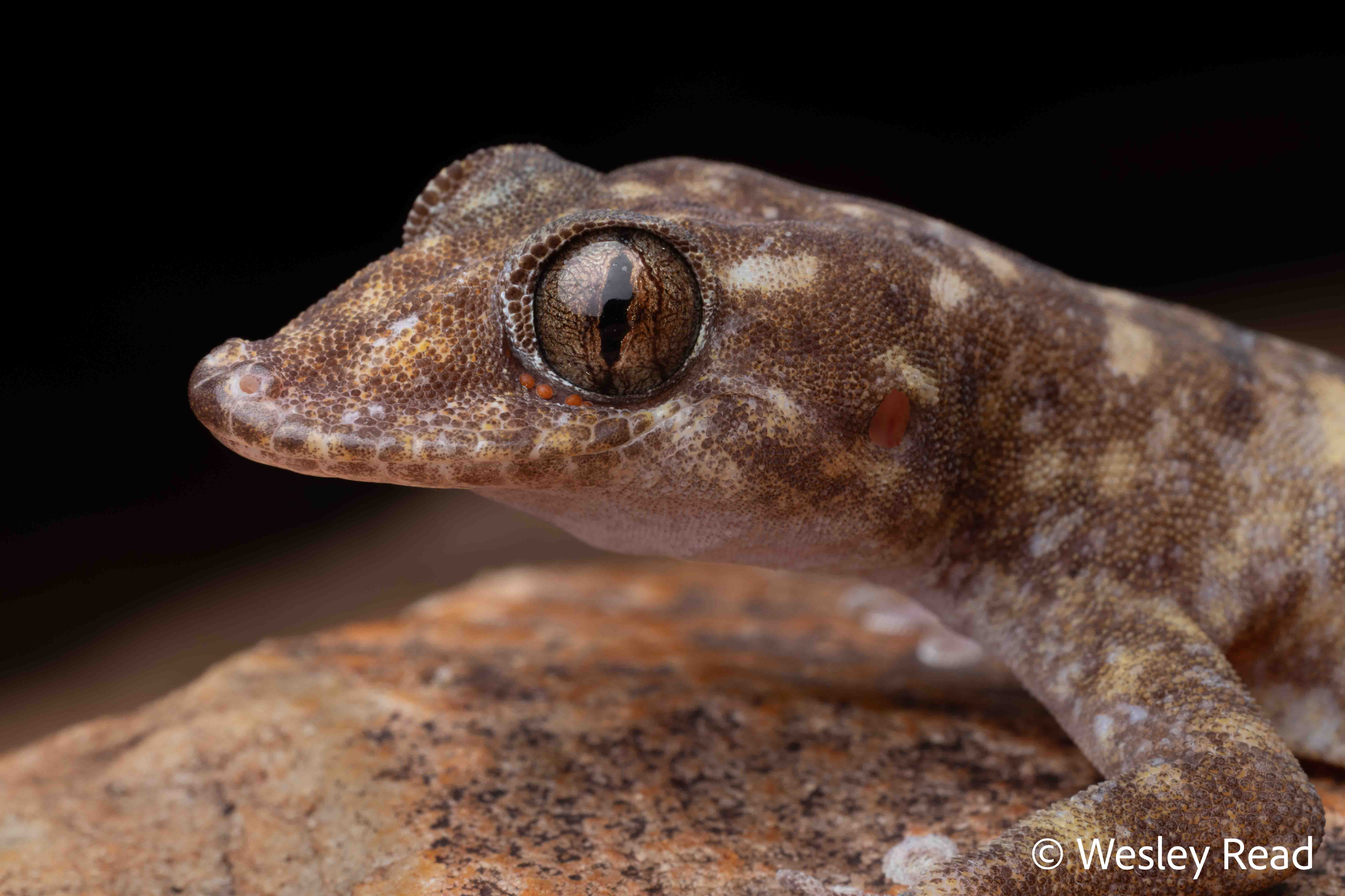 Gehyra xenopus