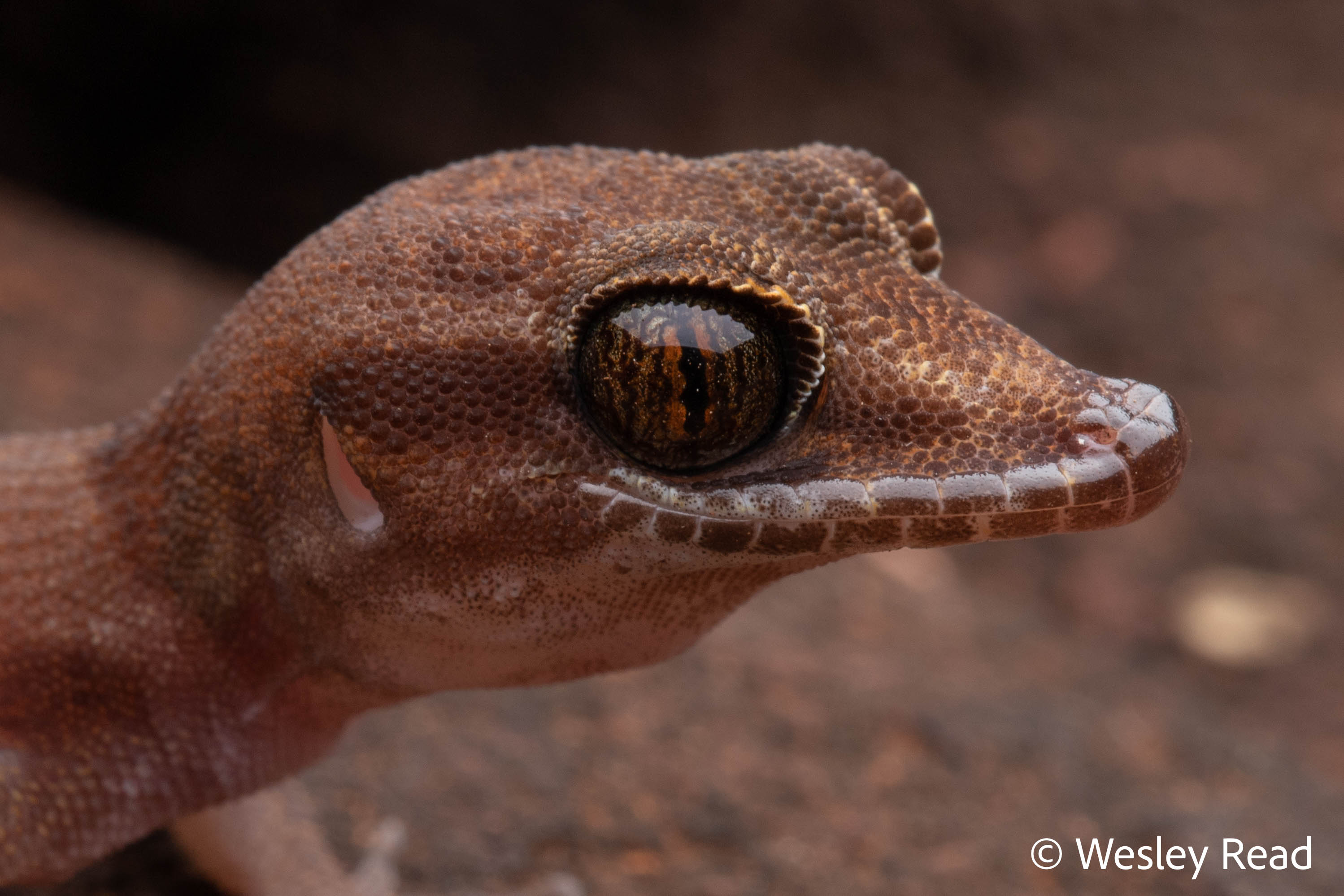 Heteronotia atra