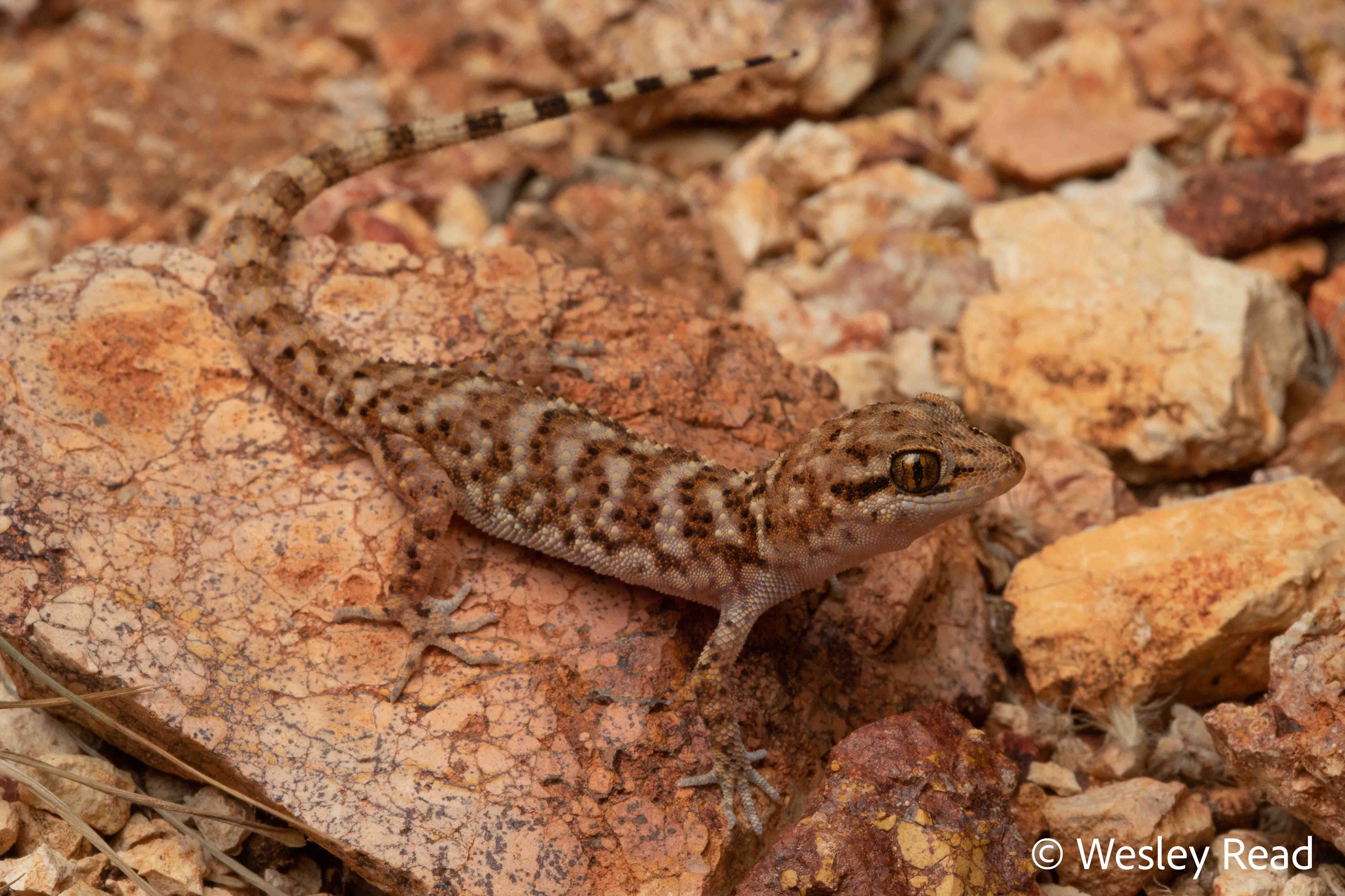 Heteronotia binoei