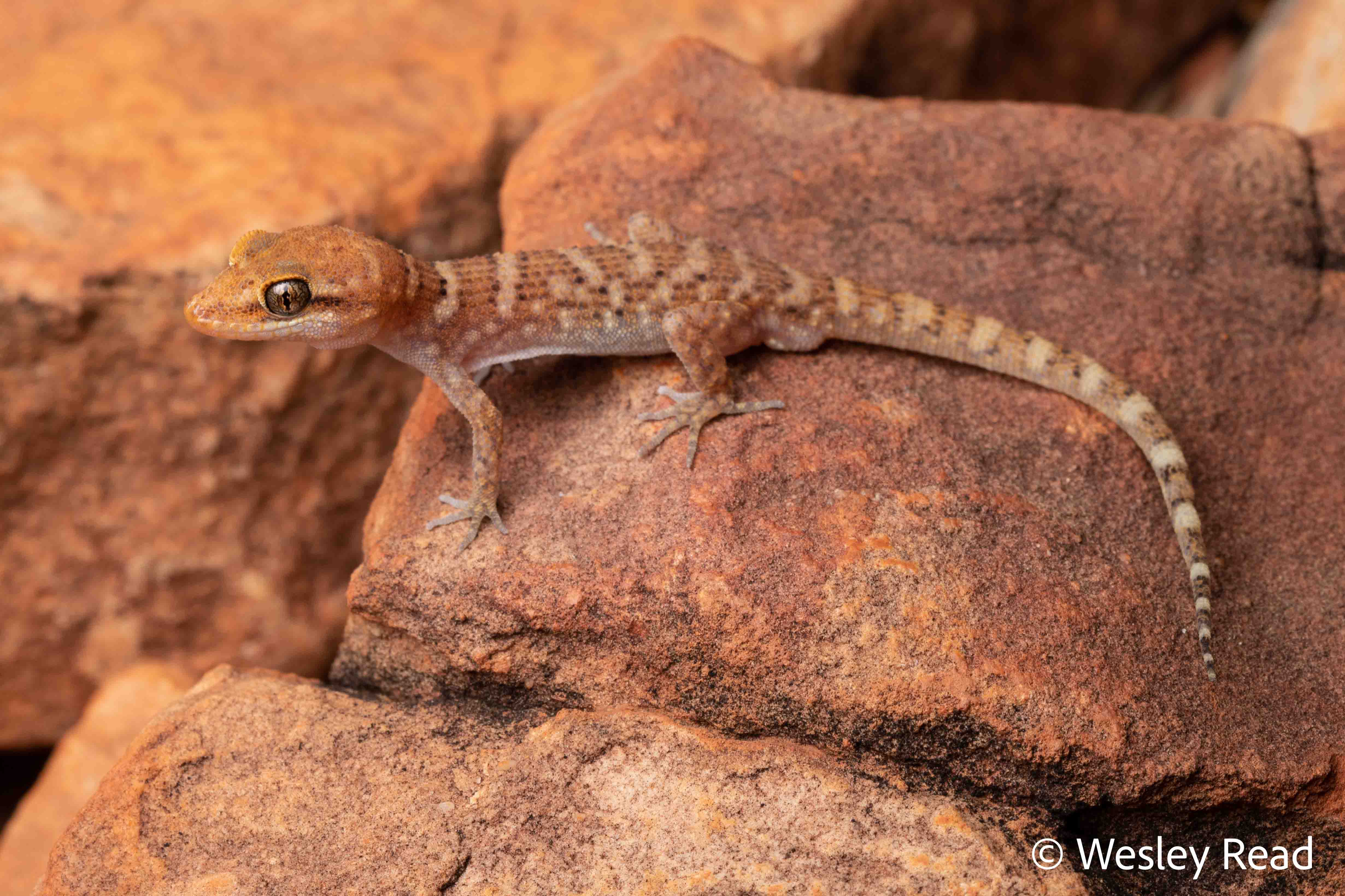 Heteronotia binoei