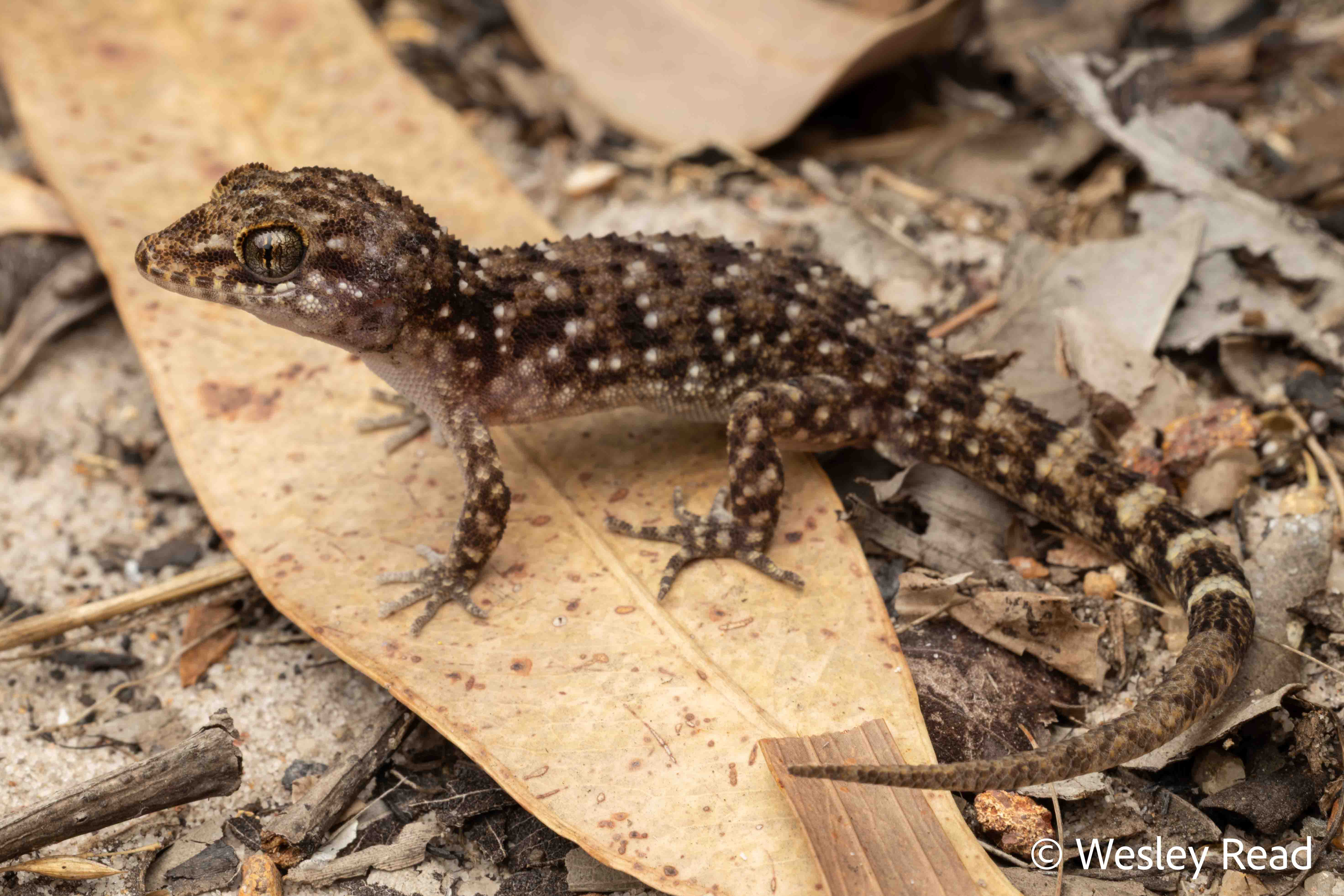 Heteronotia binoei