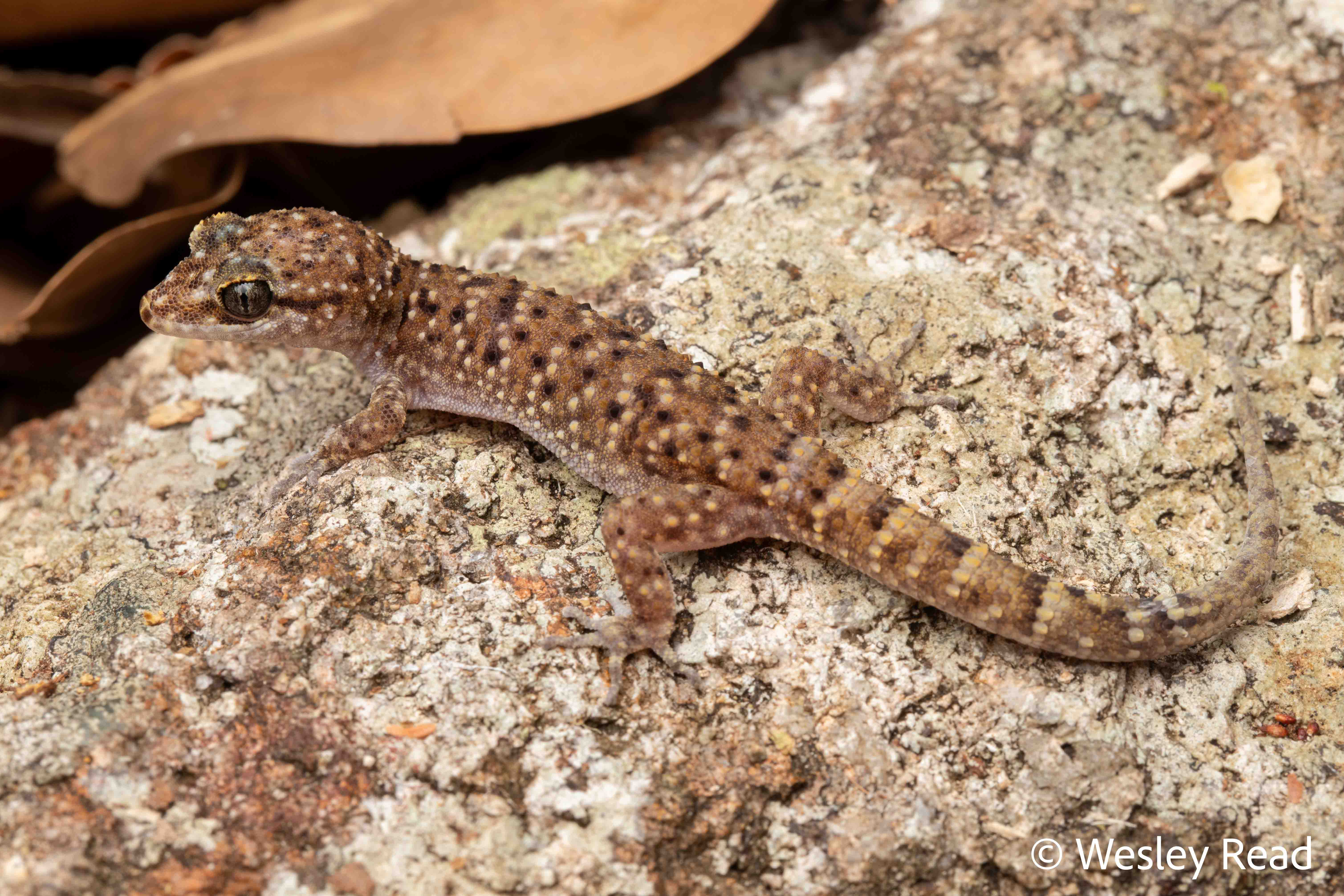 Heteronotia binoei