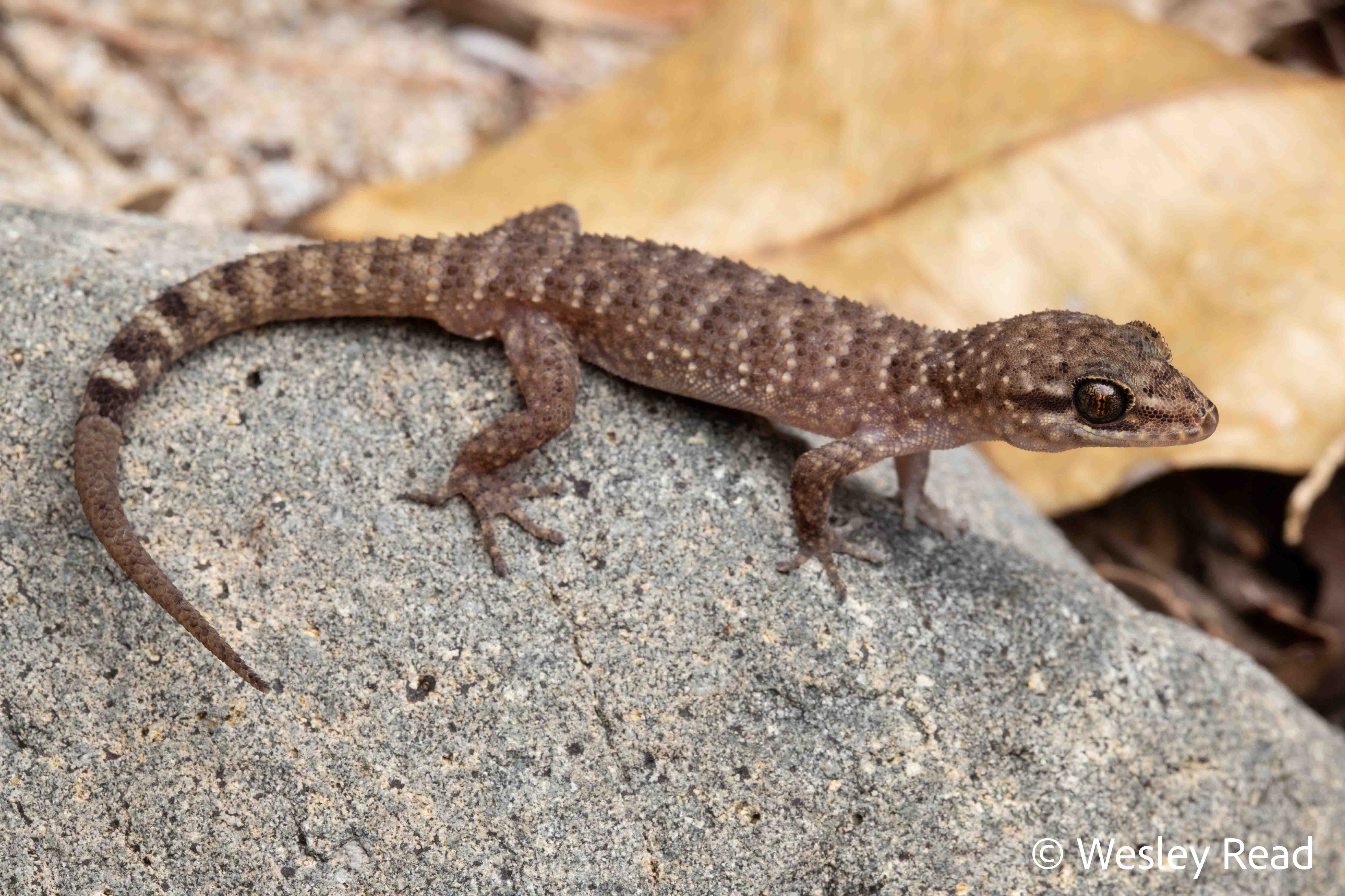 Heteronotia binoei