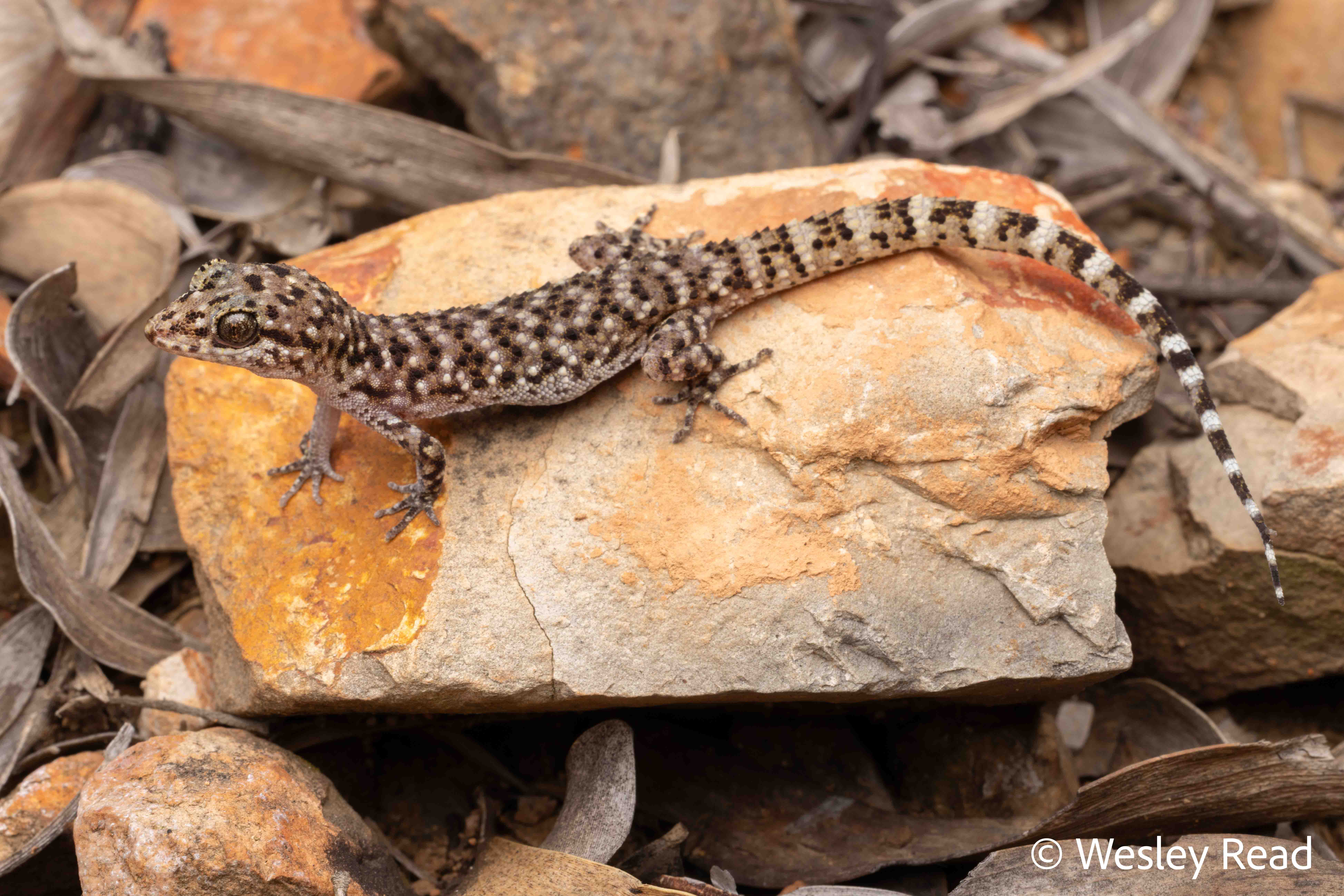 Heteronotia binoei