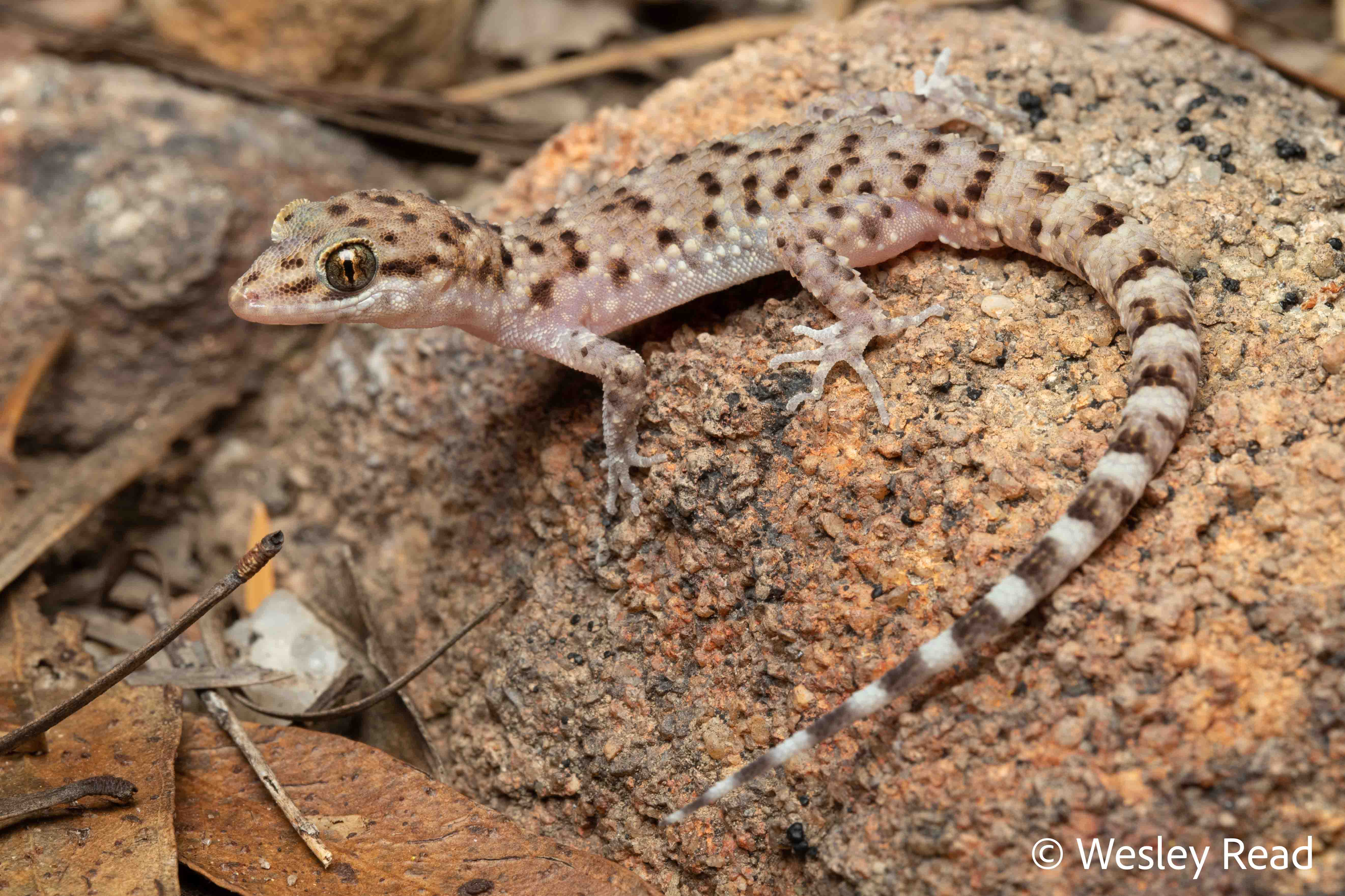 Heteronotia binoei