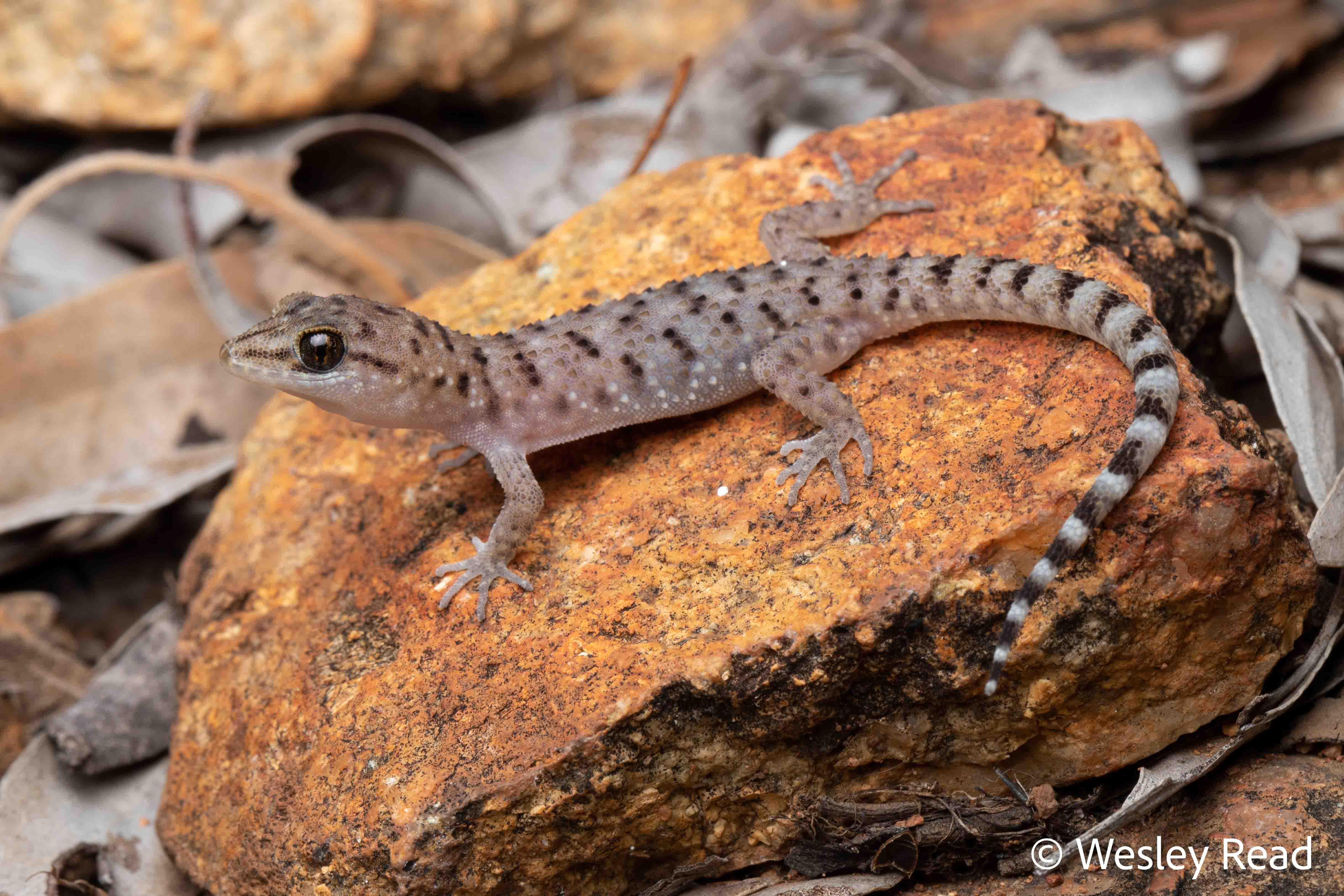 Heteronotia binoei