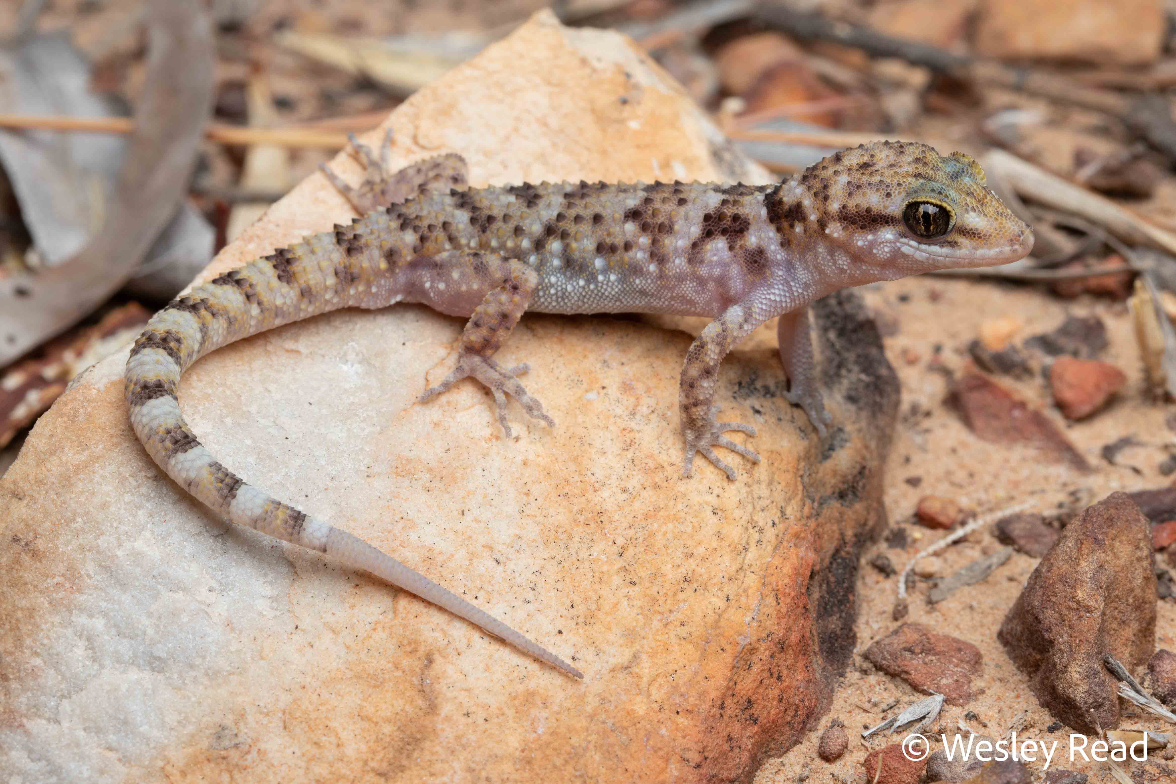 Heteronotia binoei