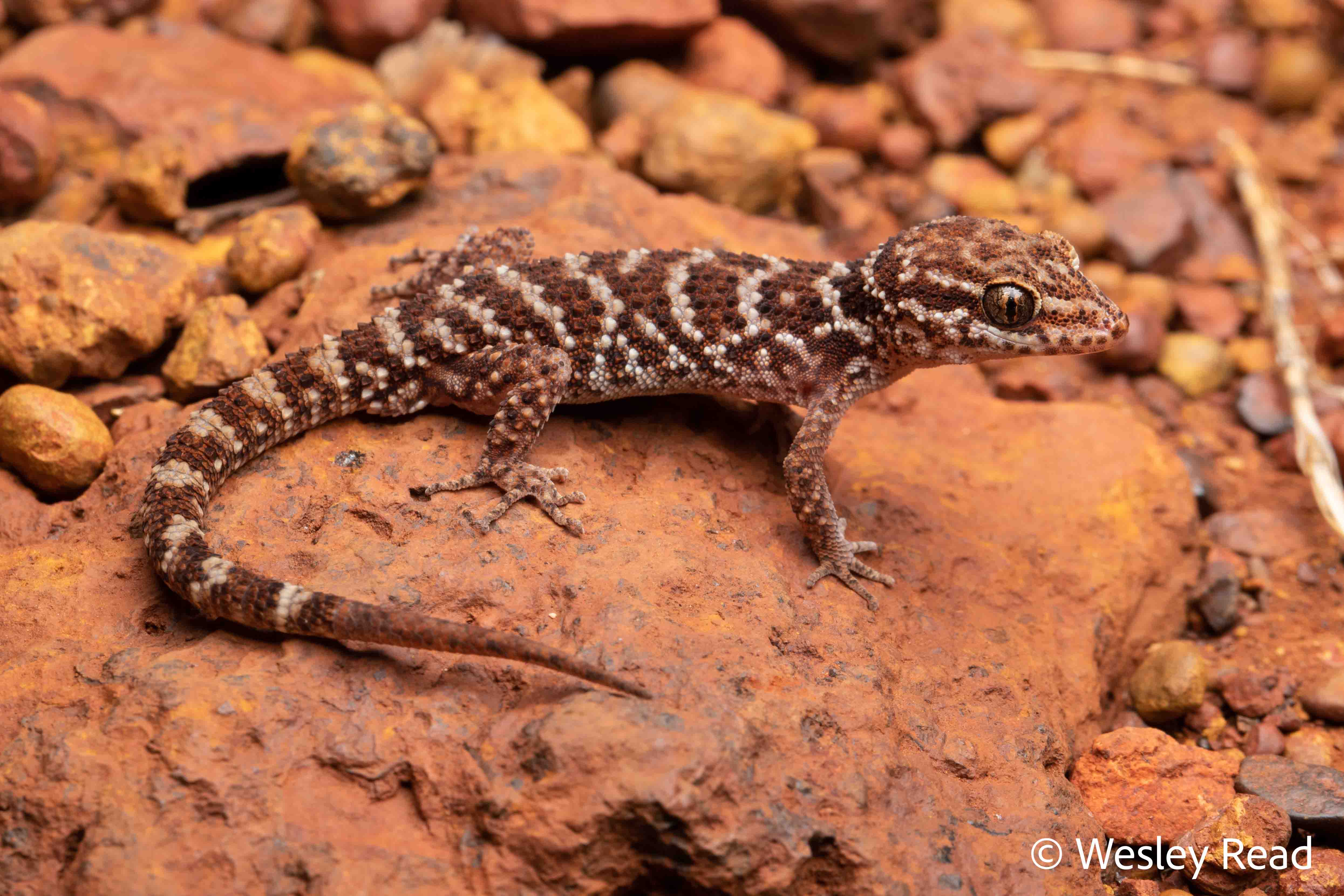 Heteronotia binoei
