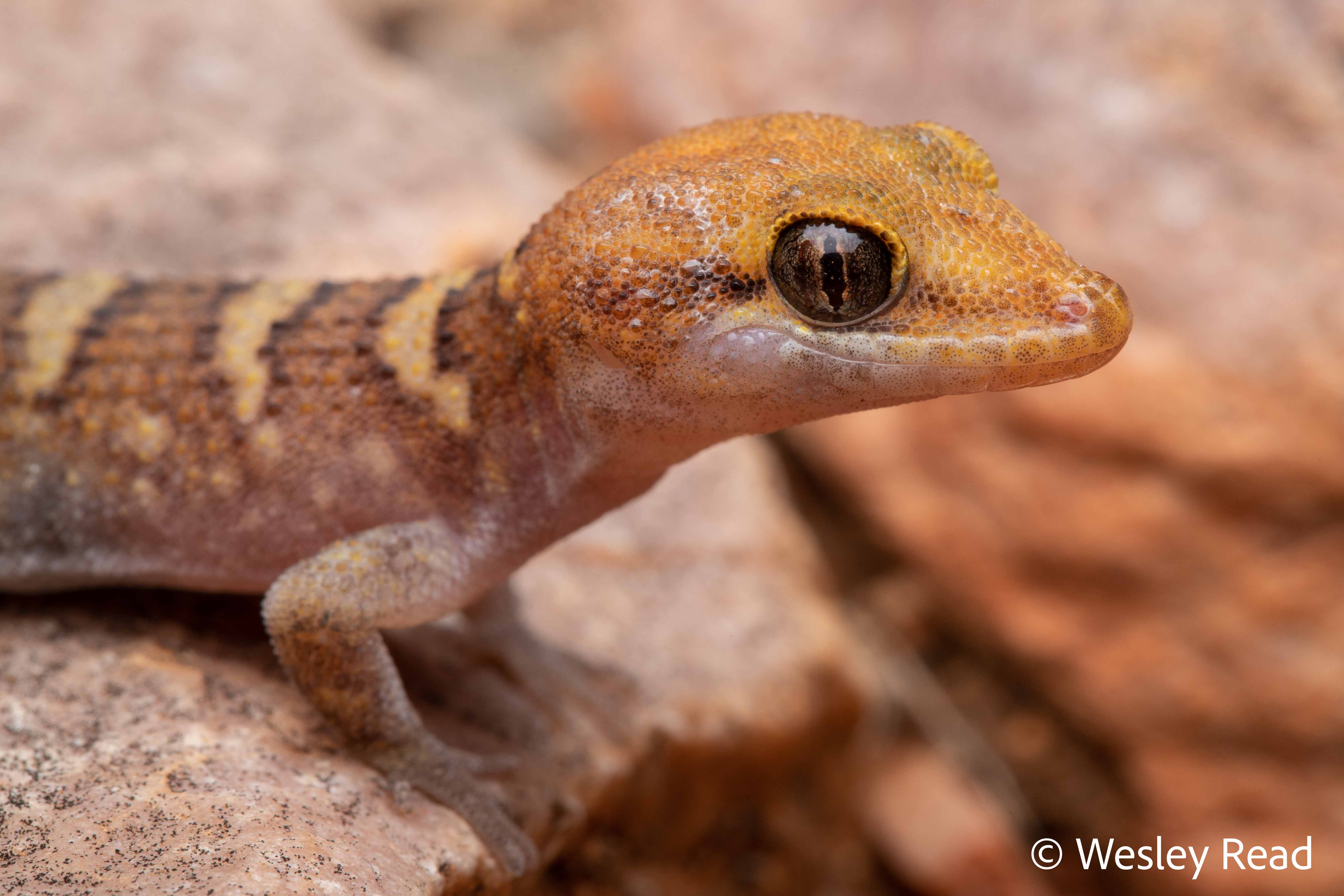 Heteronotia fasciolata