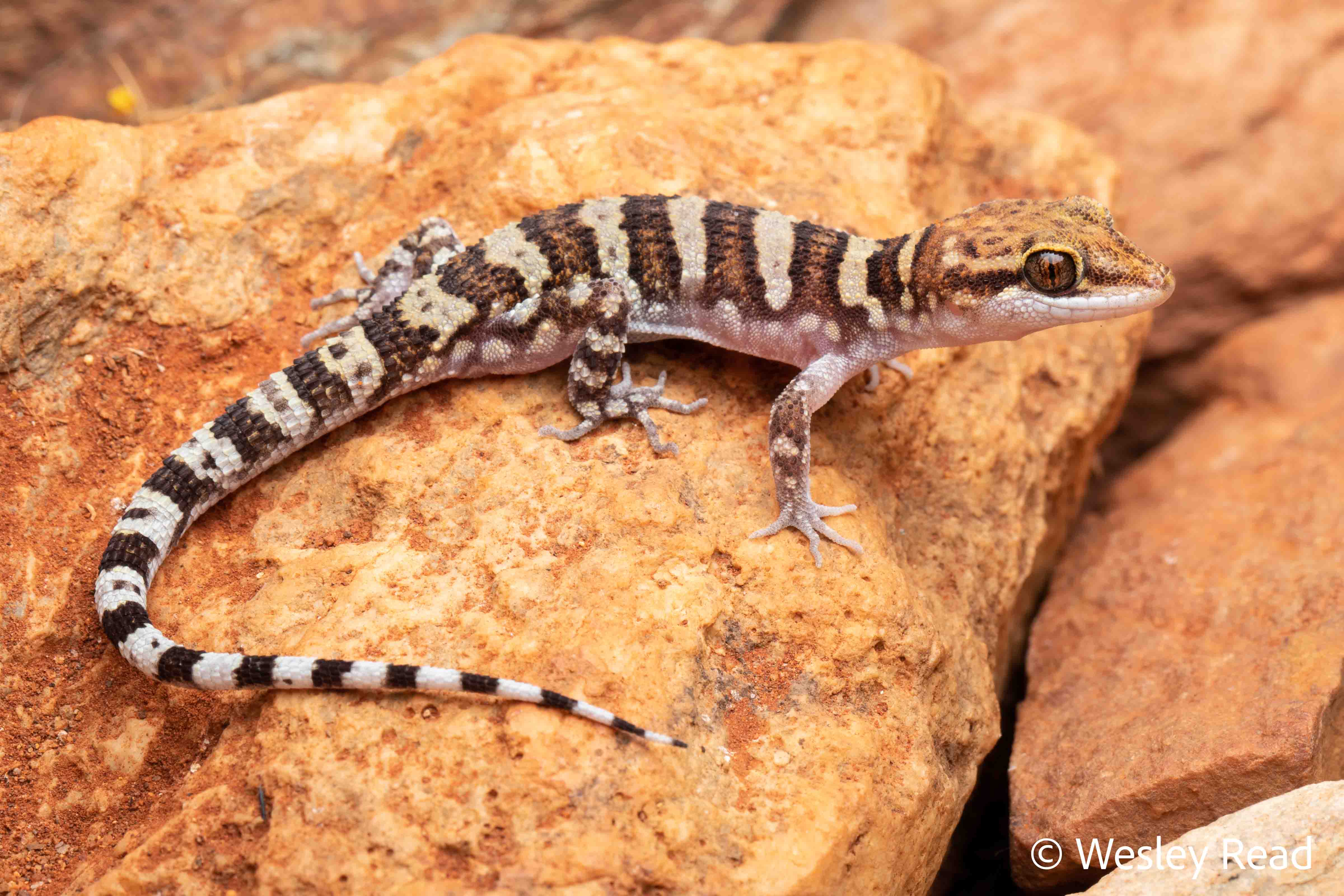 Heteronotia fasciolata