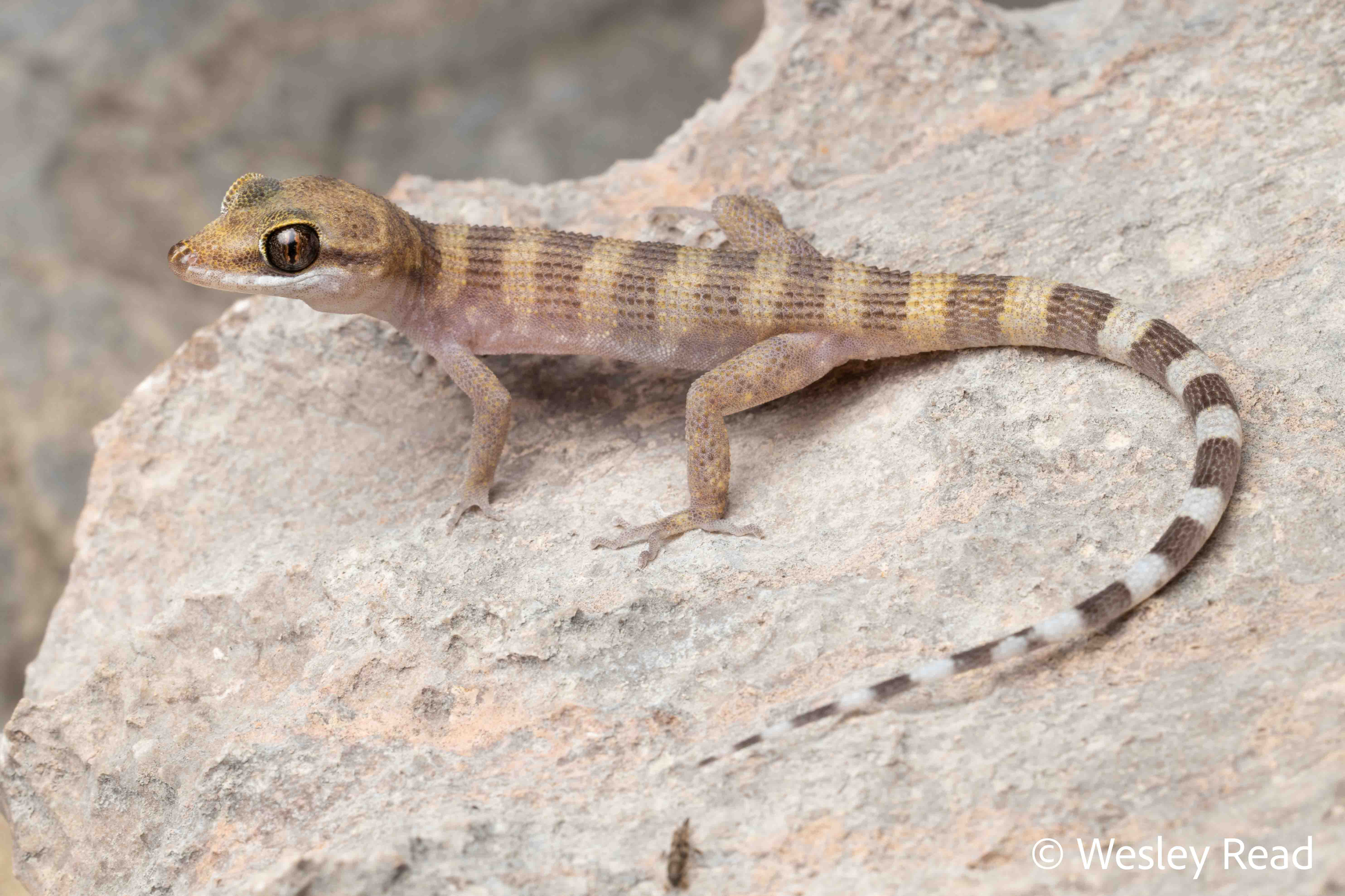 Heteronotia planiceps