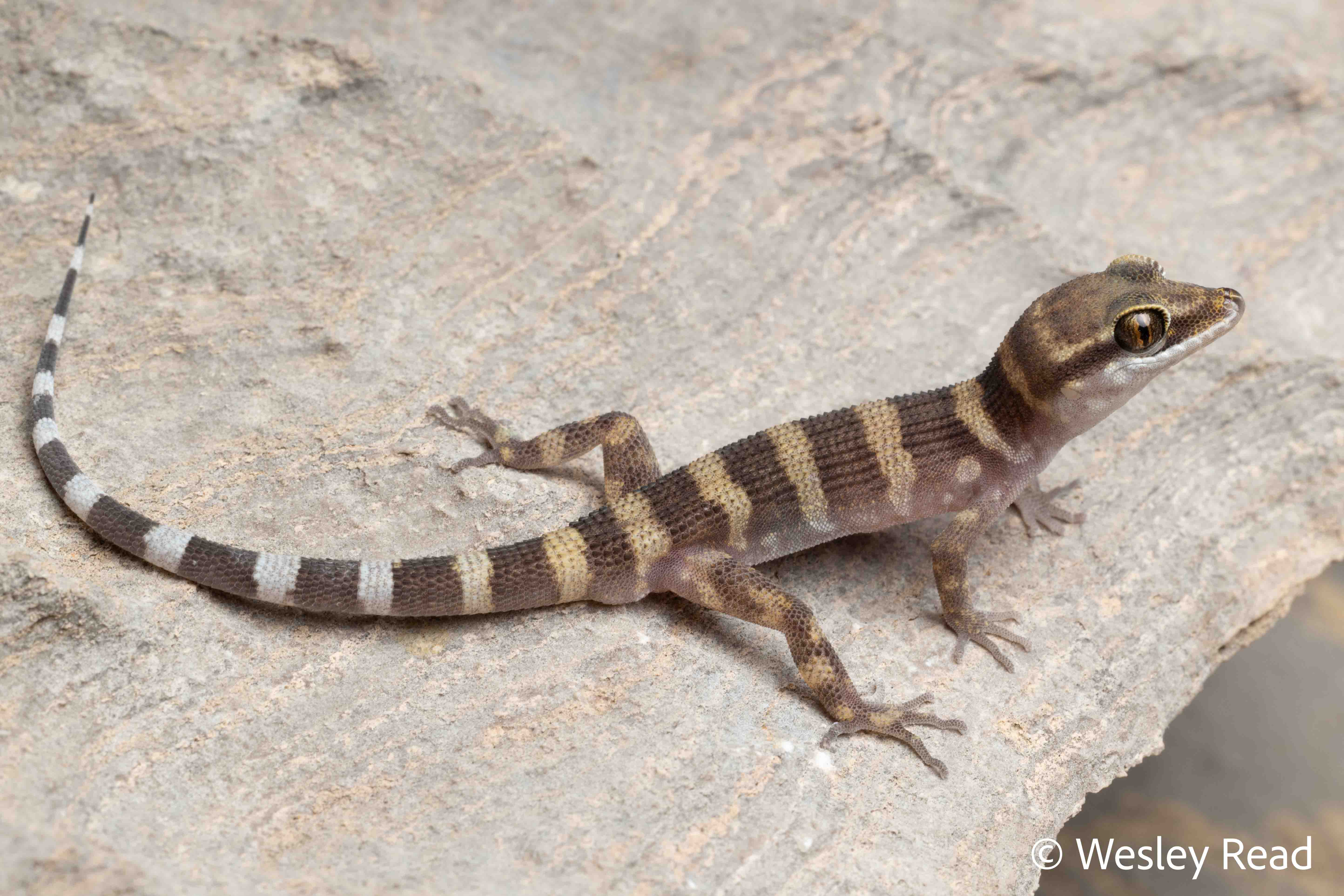Heteronotia planiceps