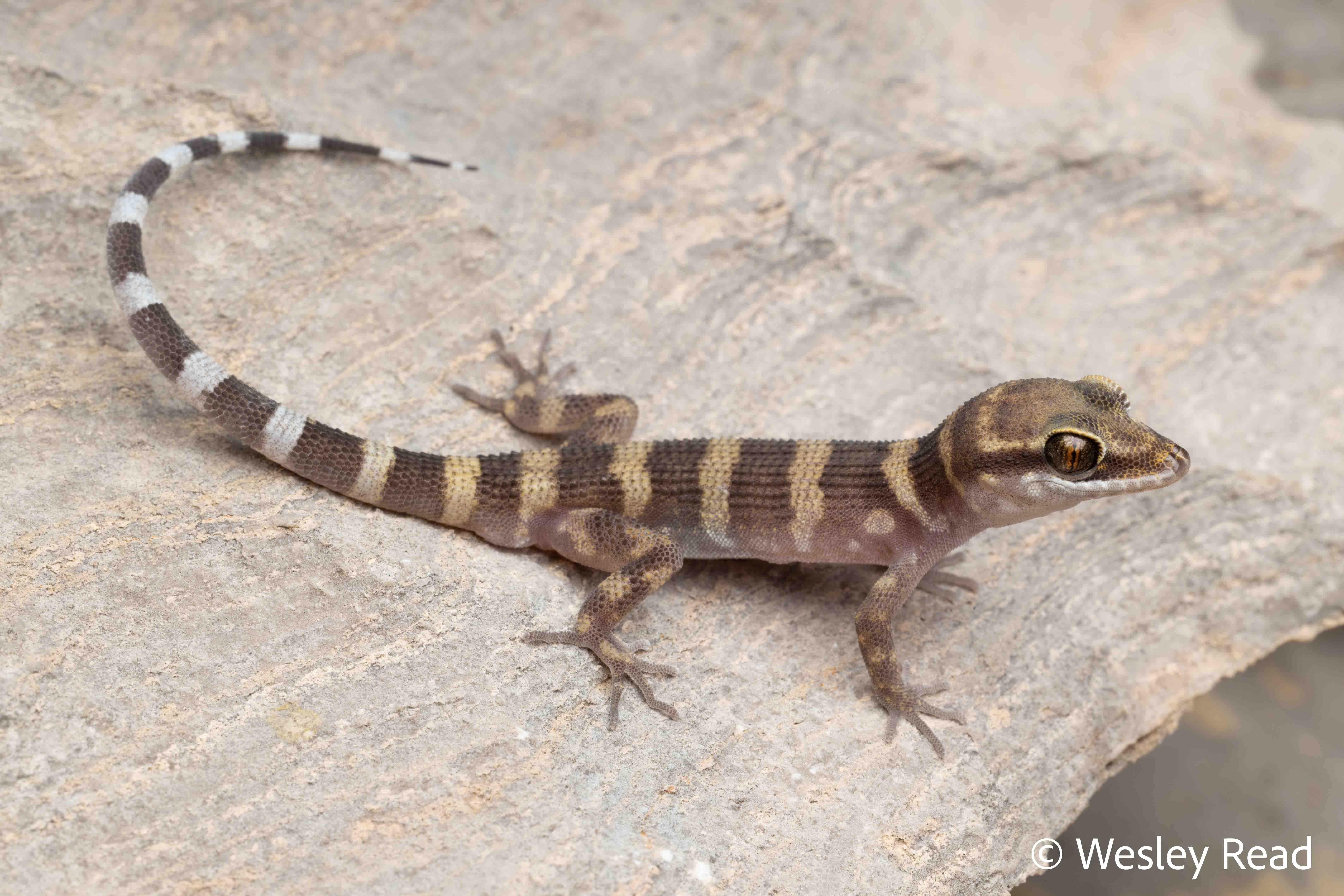 Heteronotia planiceps