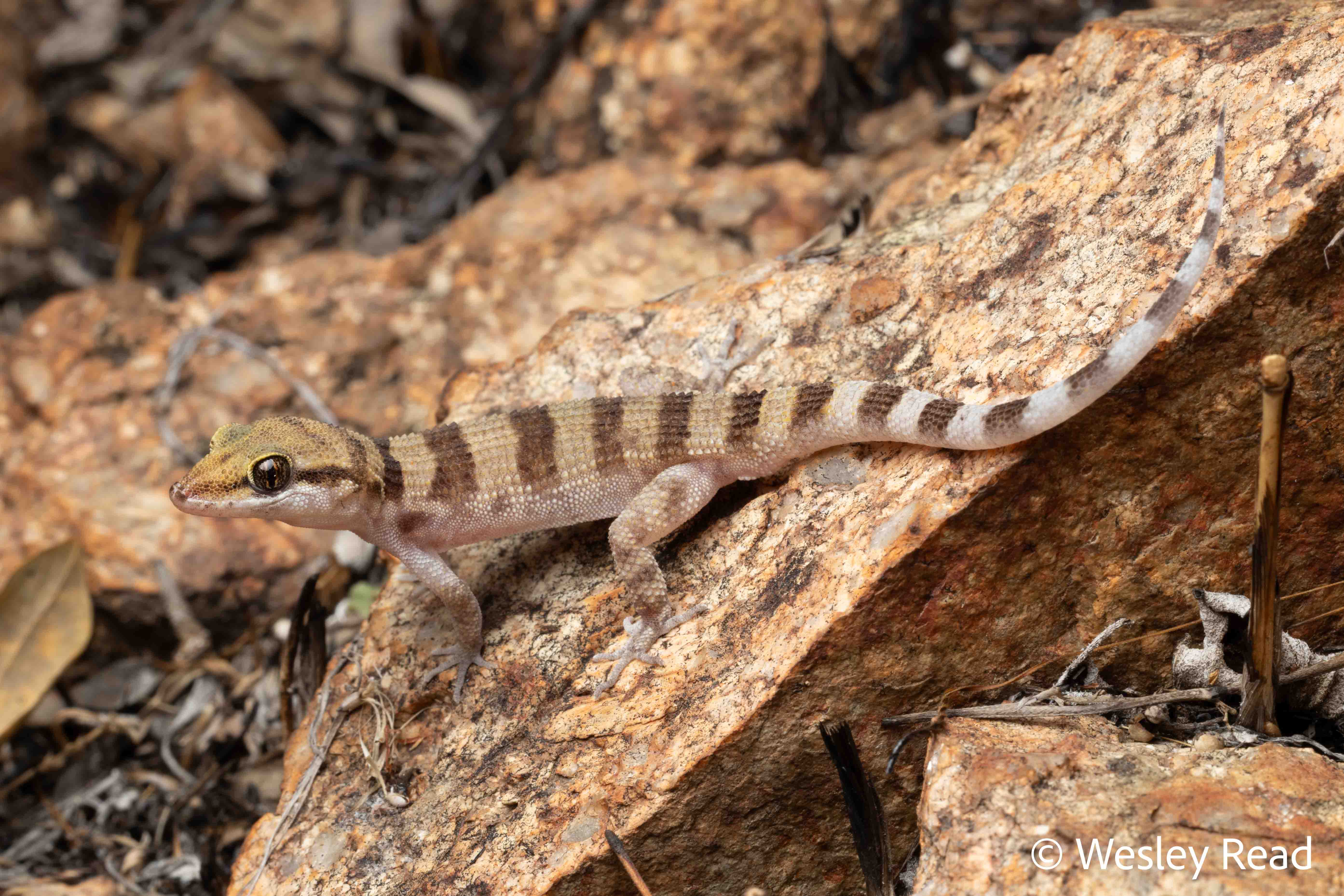 Heteronotia planiceps