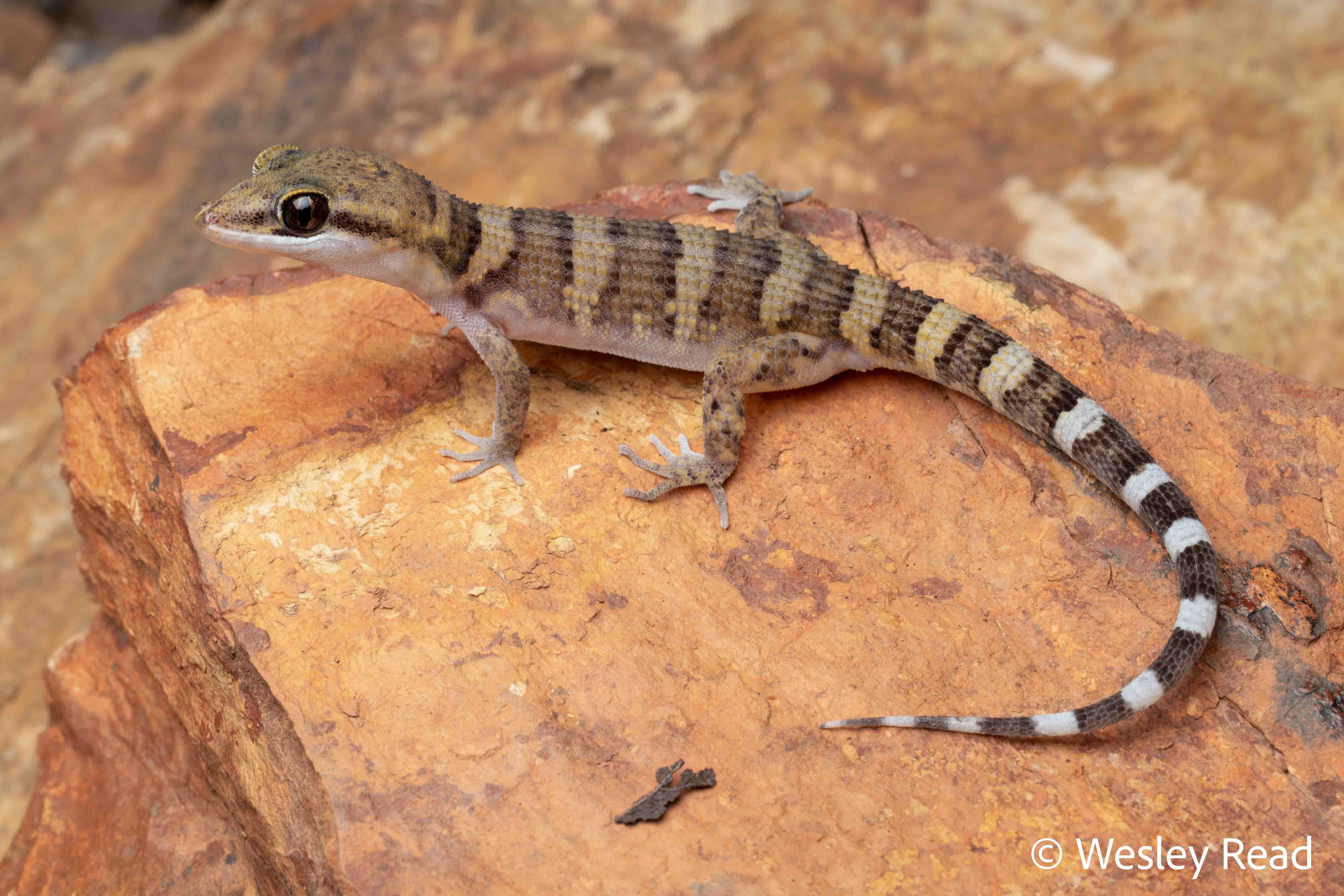 Heteronotia planiceps