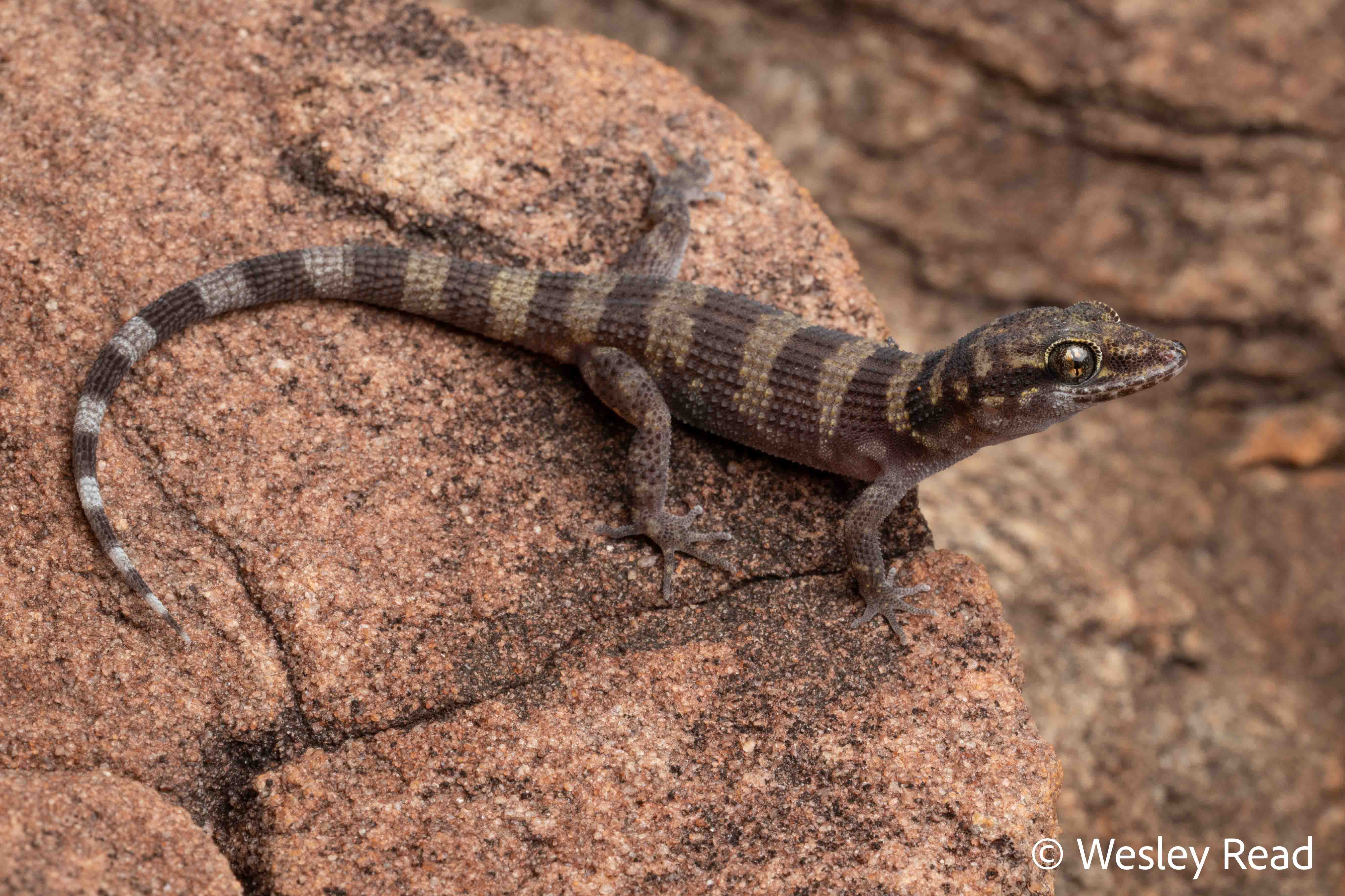 Heteronotia planiceps