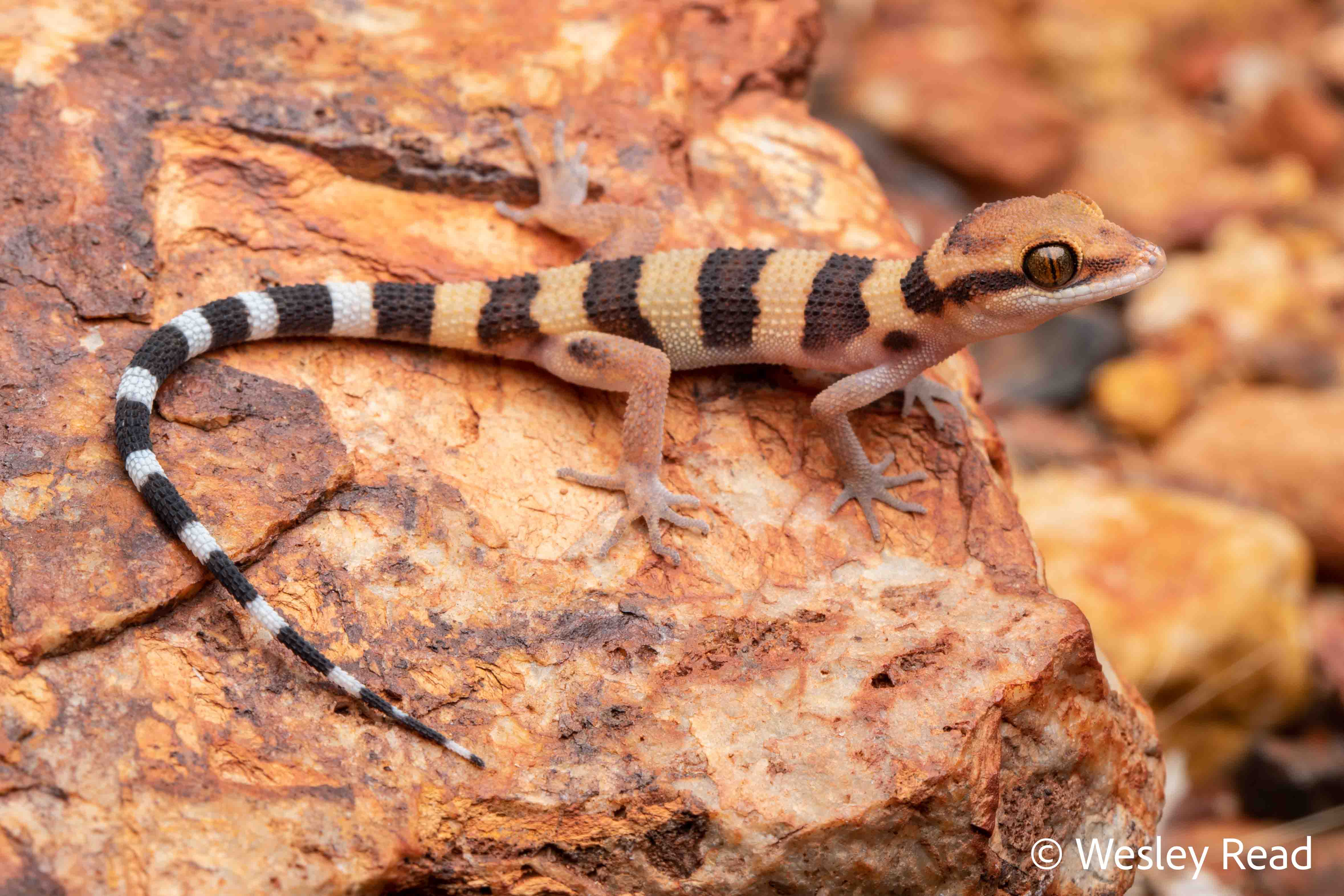 Heteronotia spelea