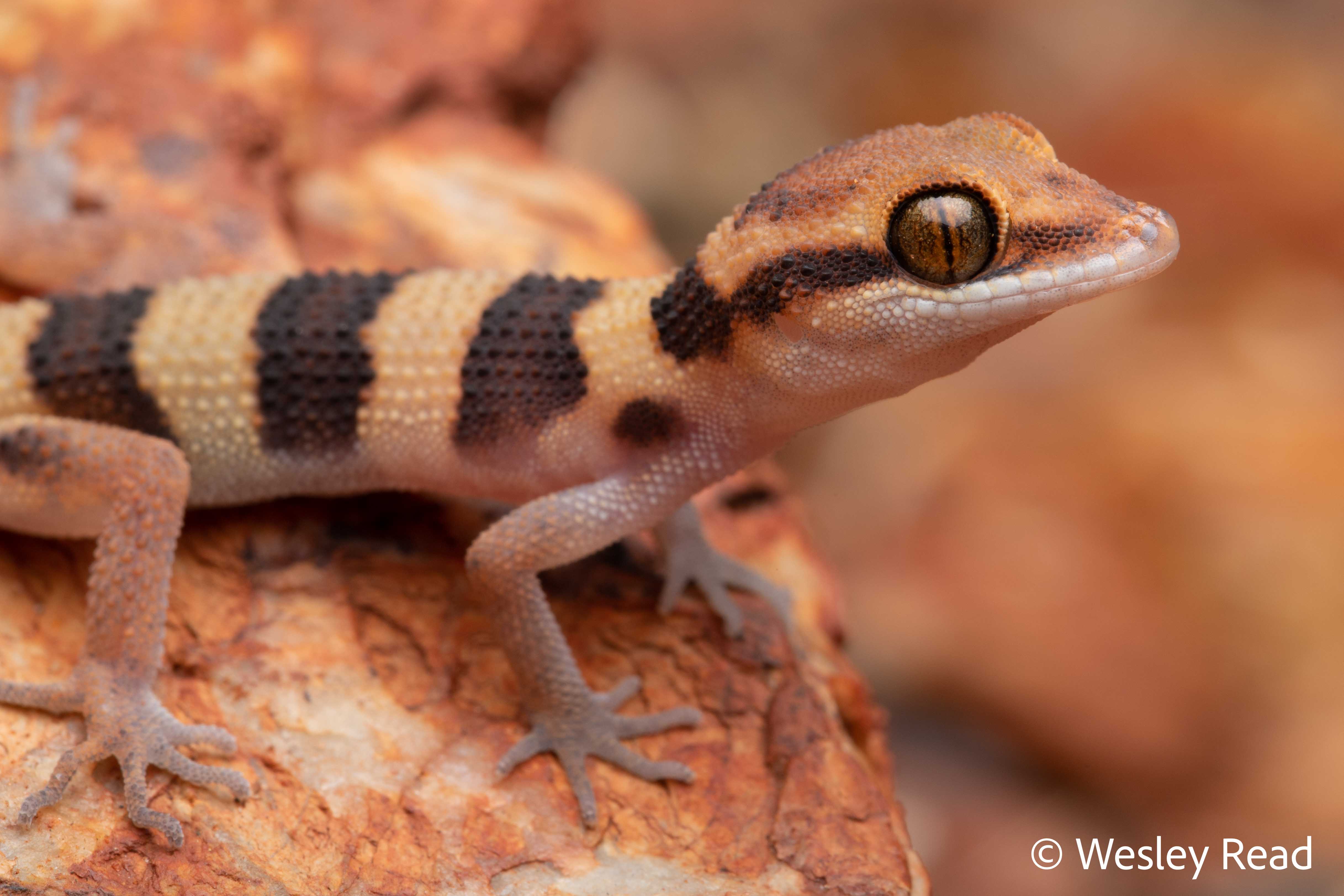 Heteronotia spelea