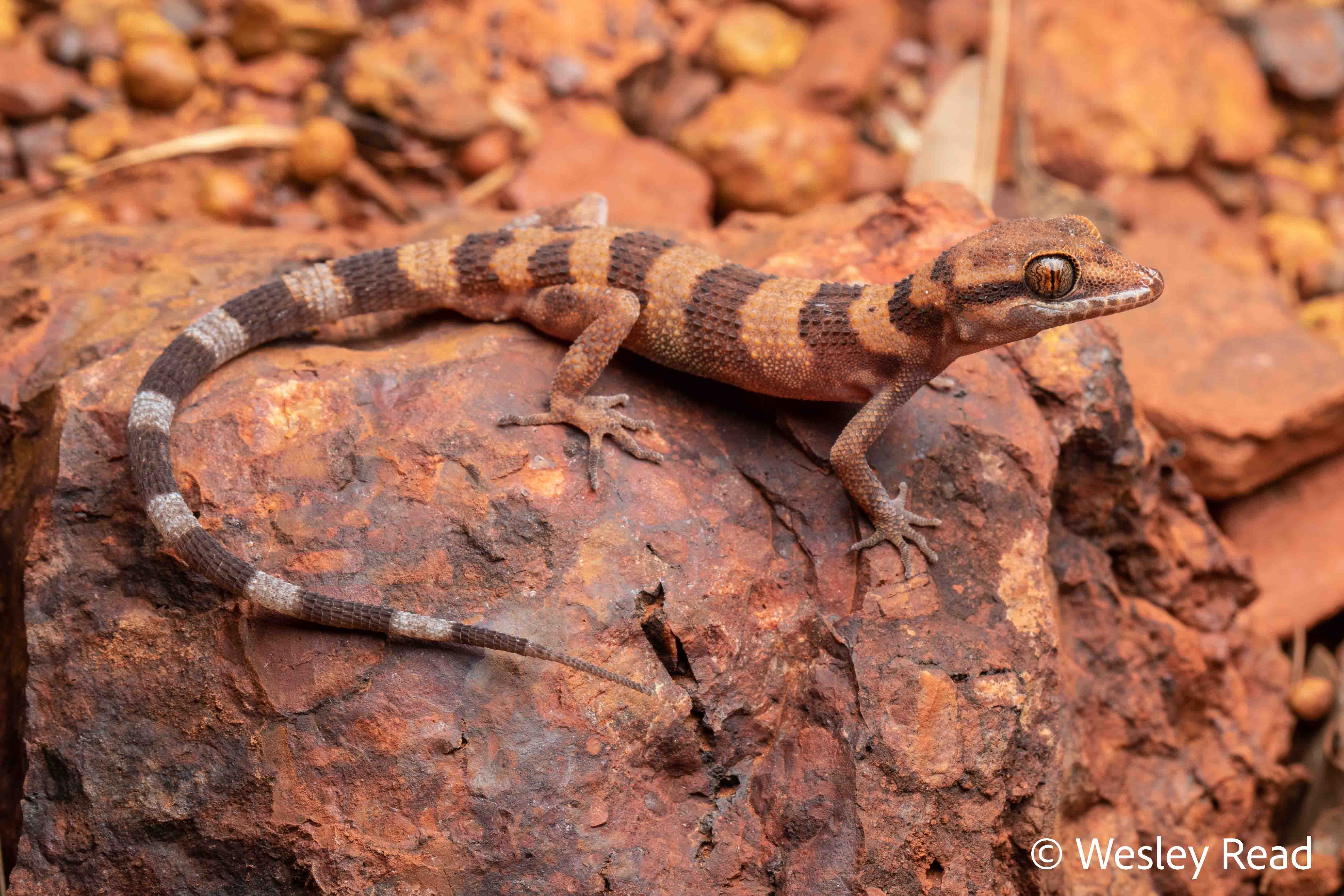 Heteronotia spelea