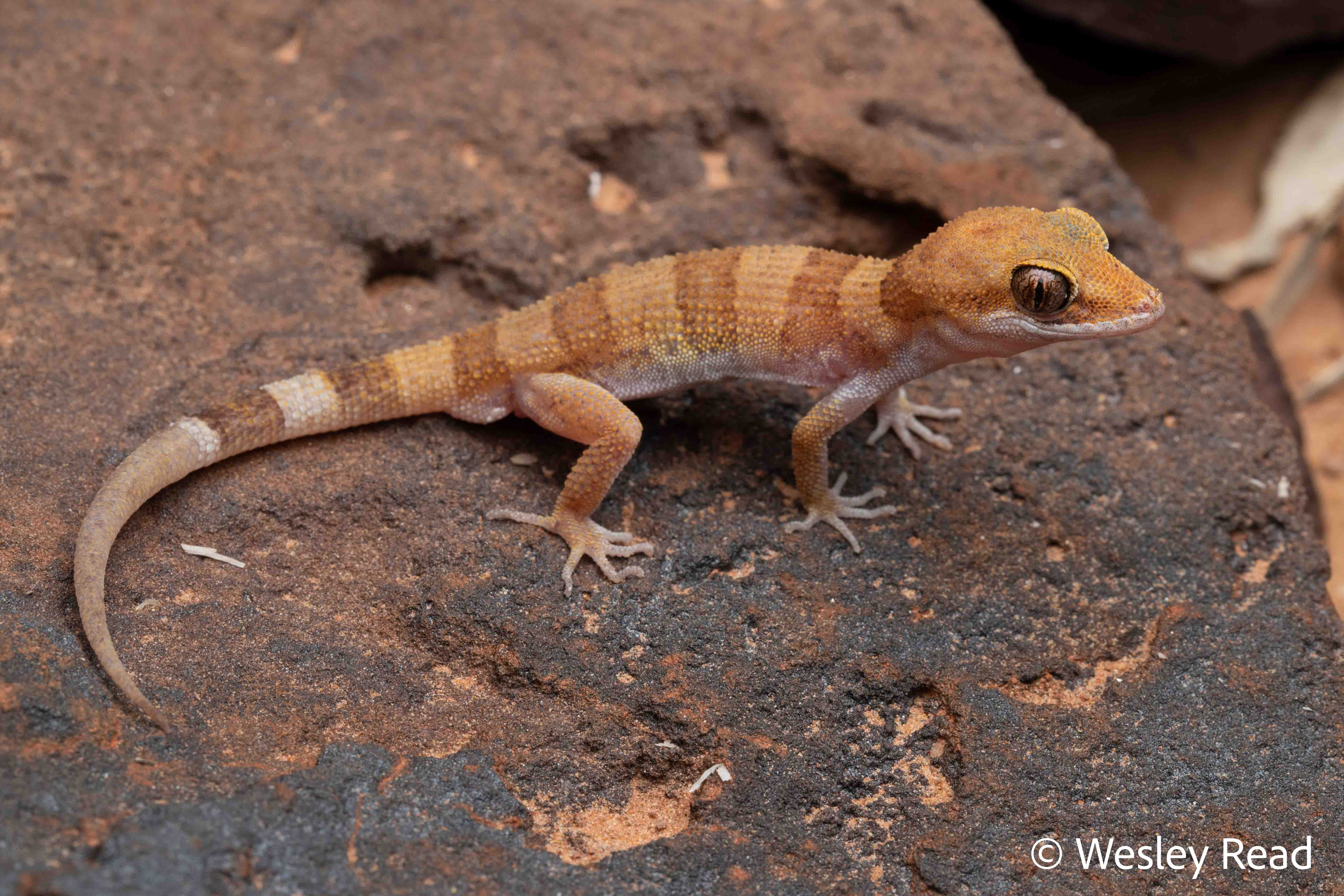 Heteronotia spelea