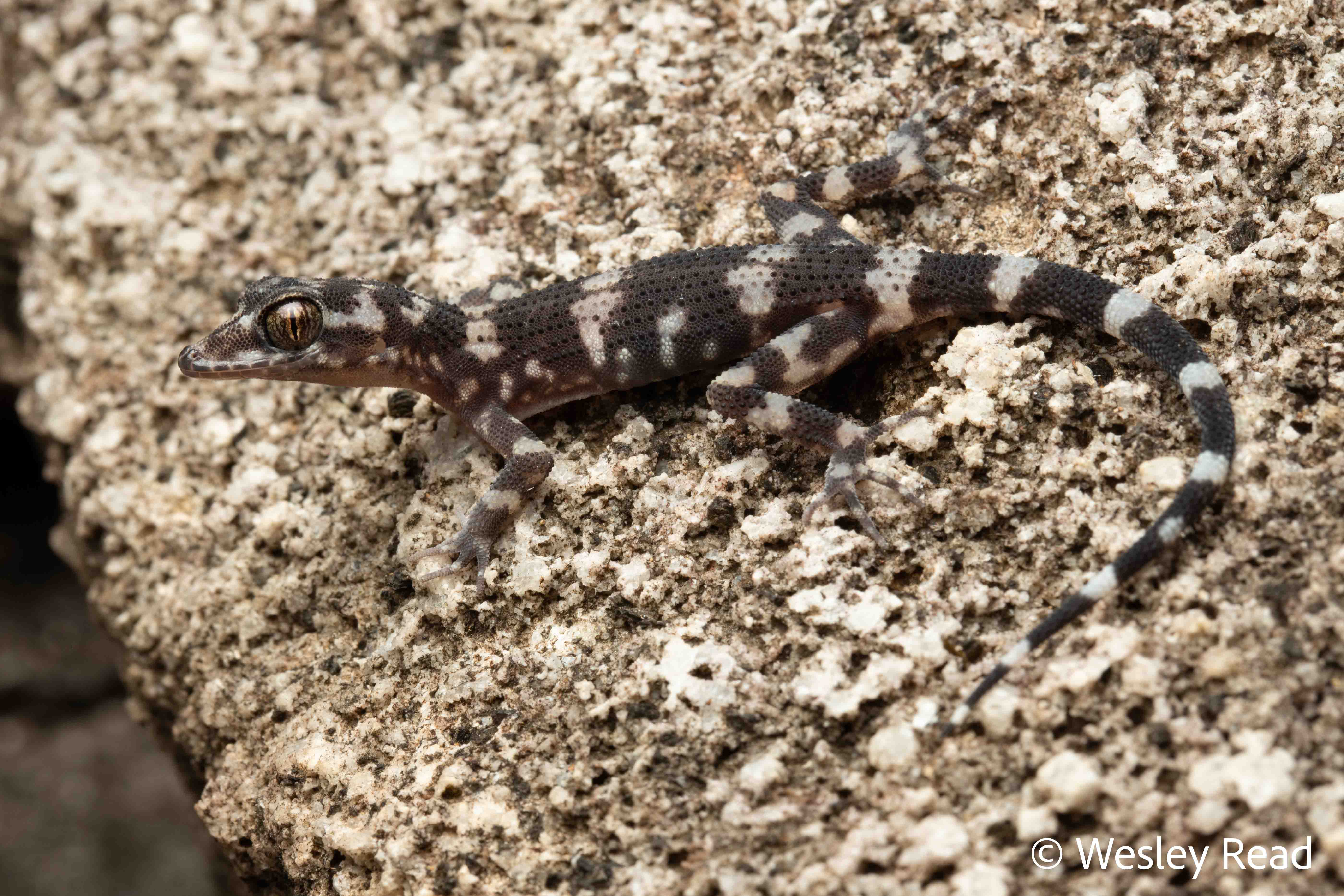 Nactus galgajuga