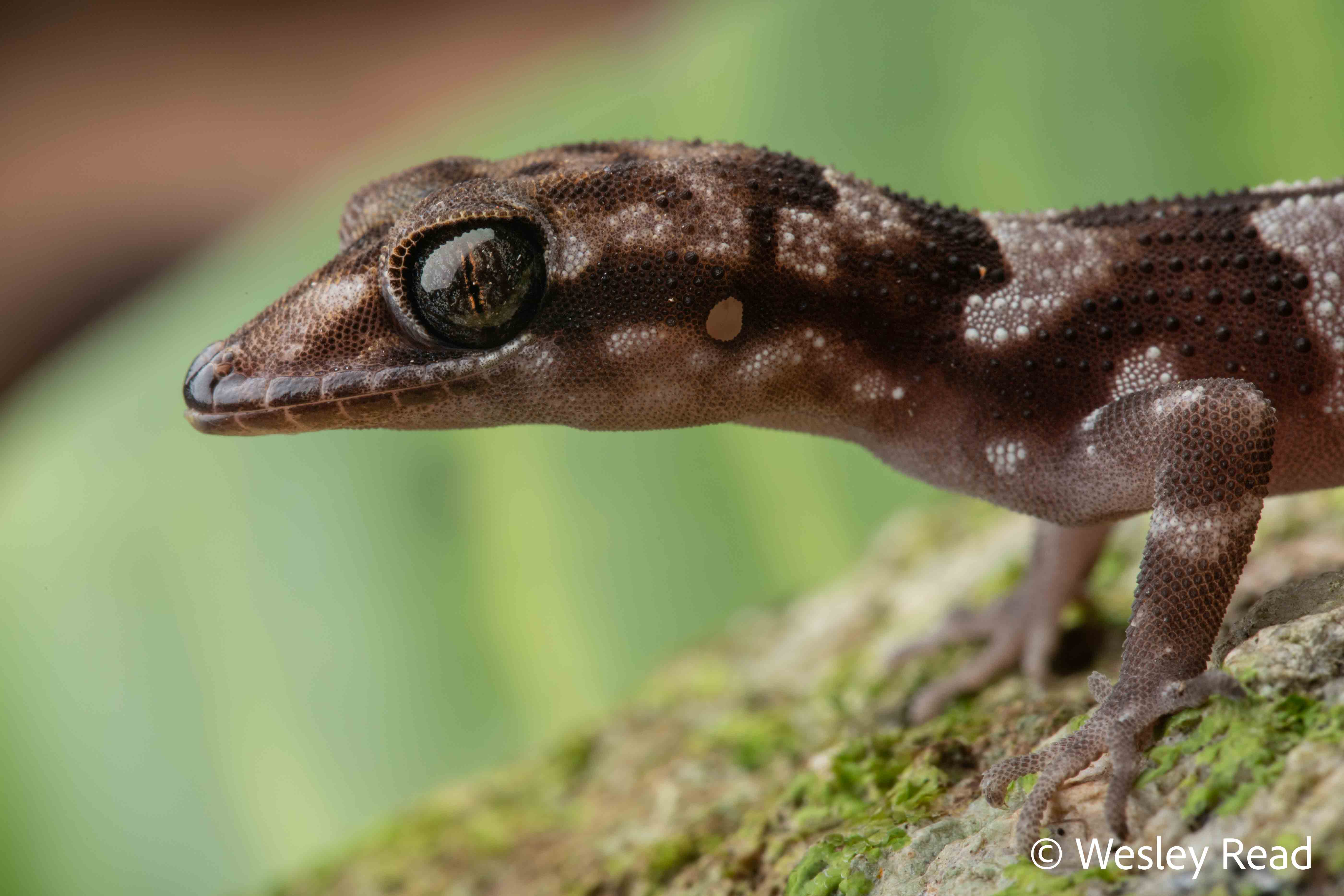 Nactus simakal
