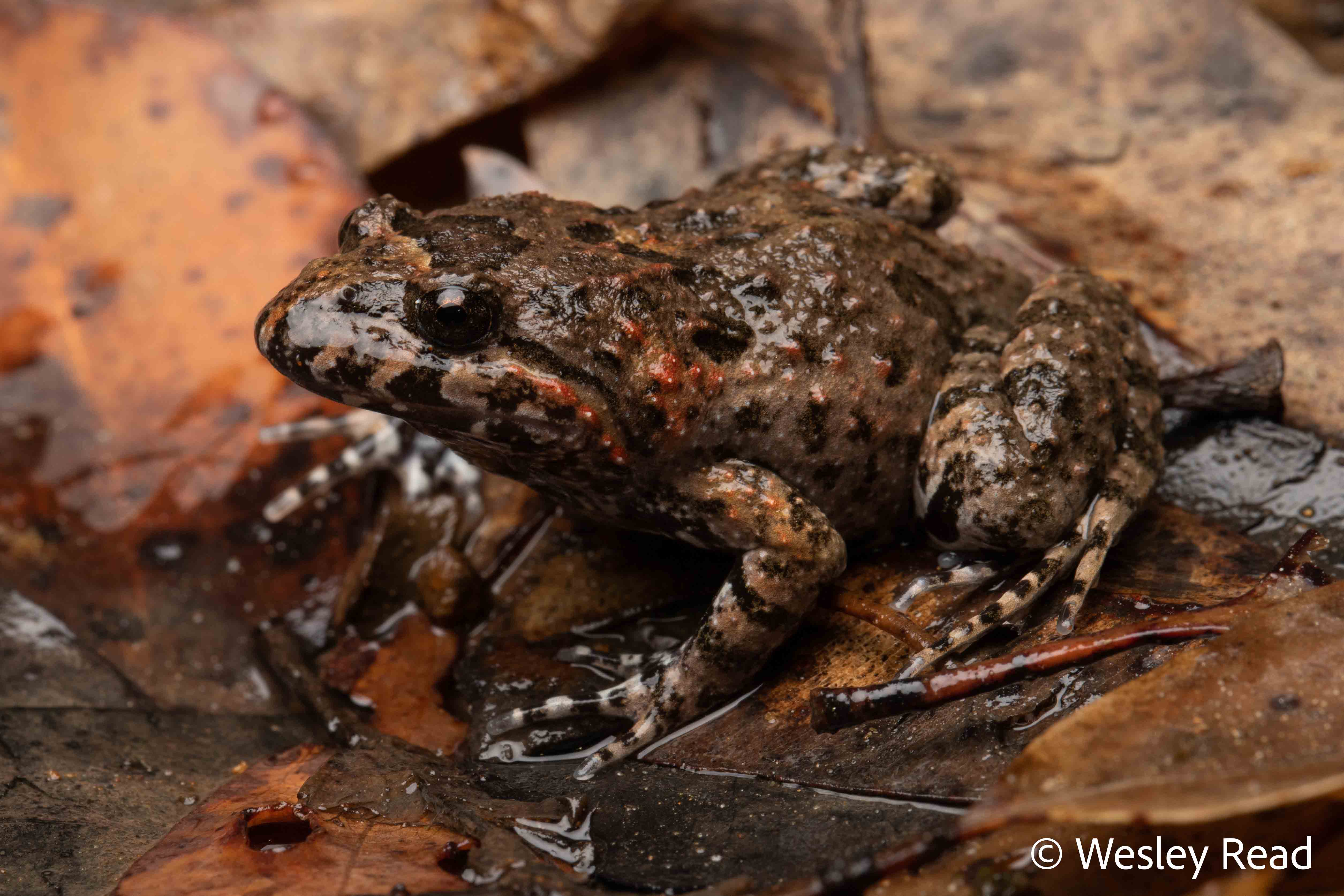 Adelotus brevis