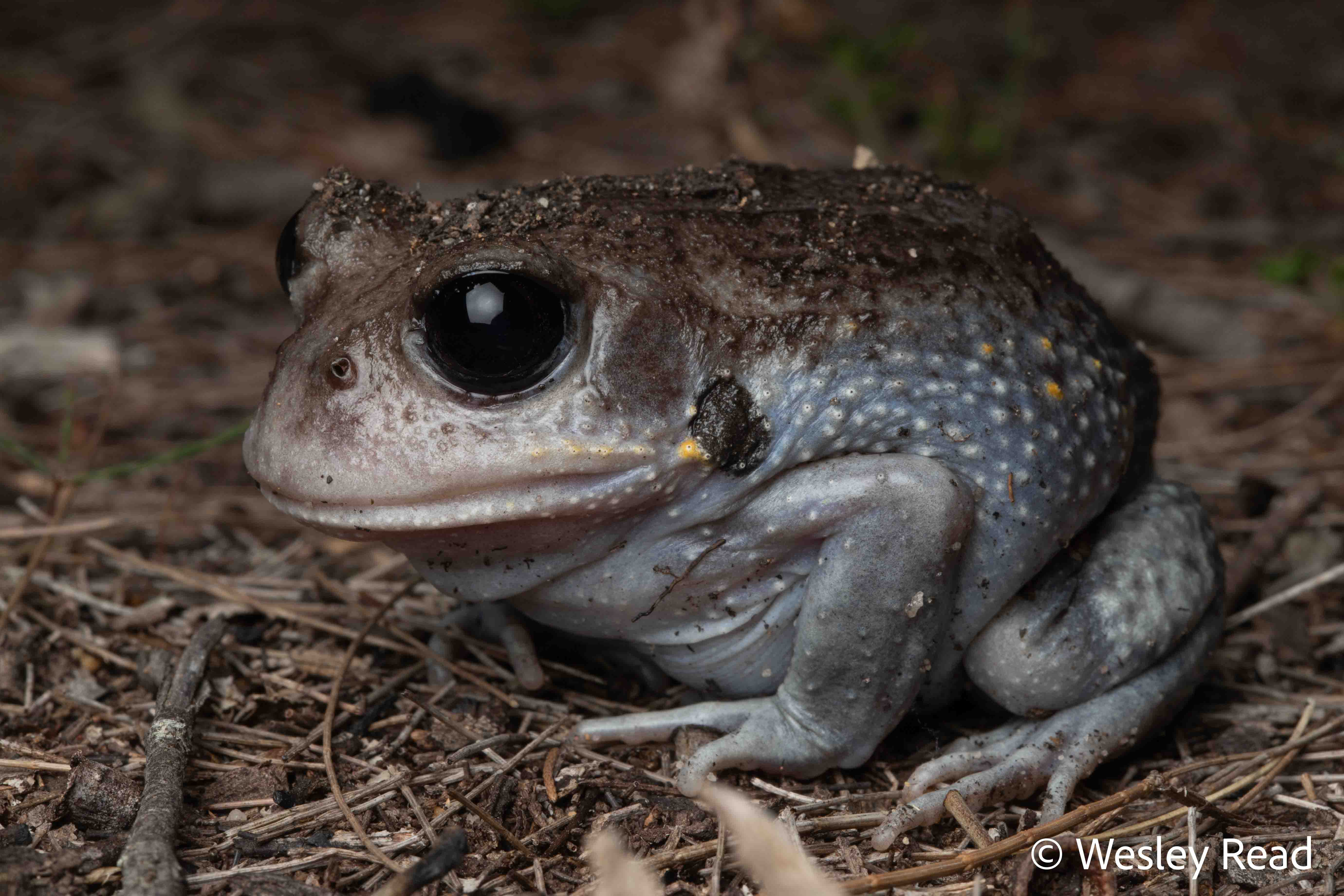 Heleioporus australiacus