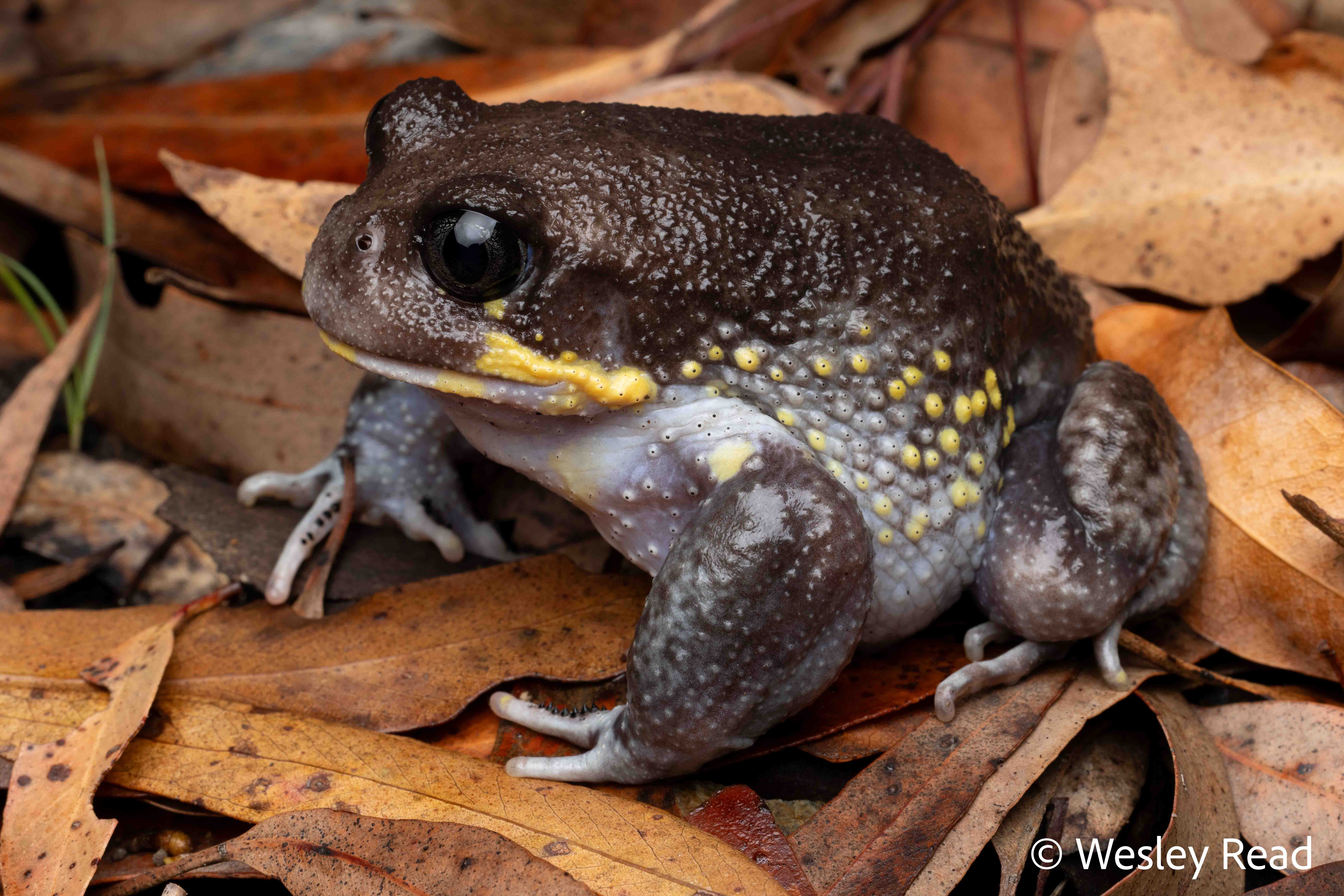 Heleioporus australiacus