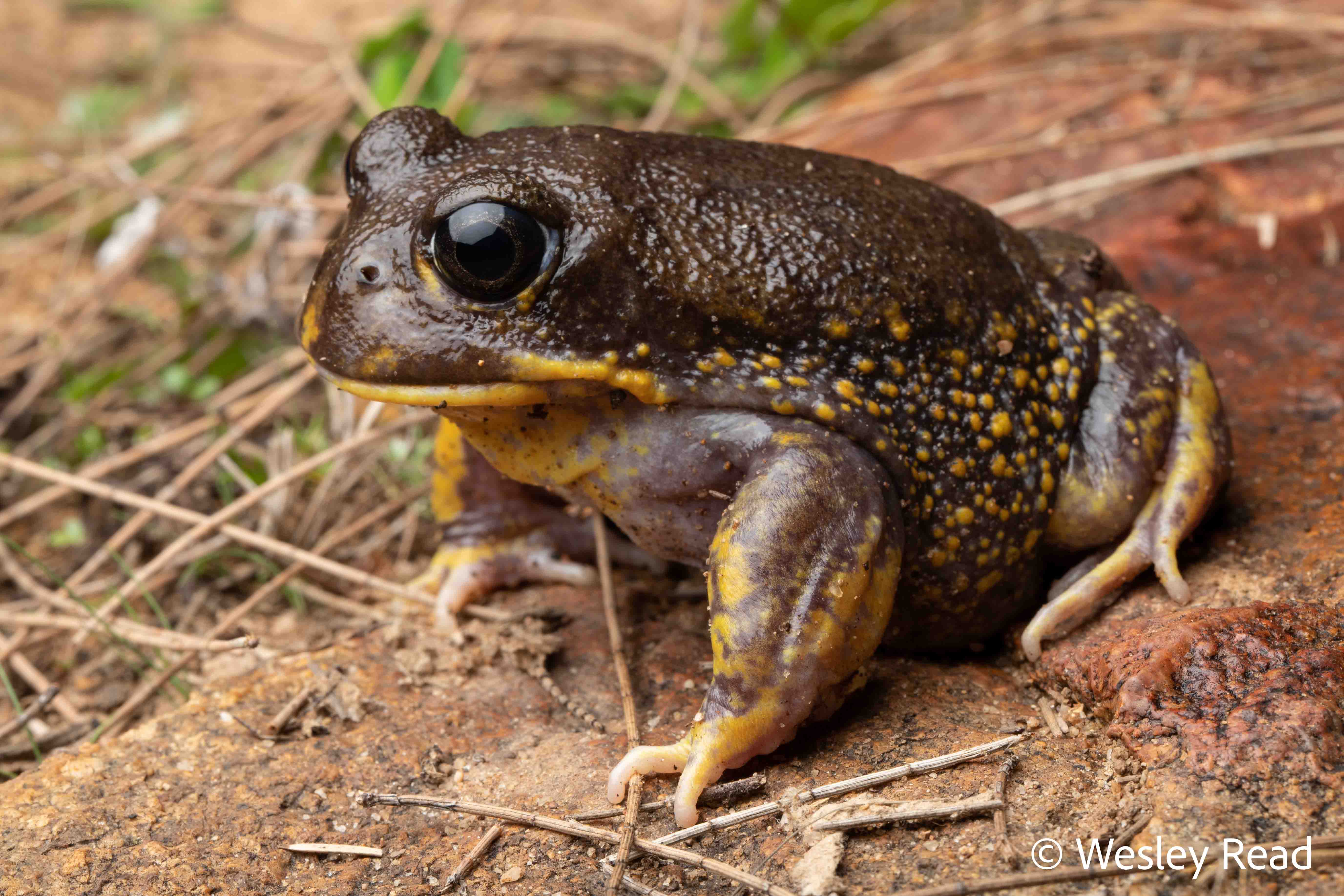 Heleioporus barycragus