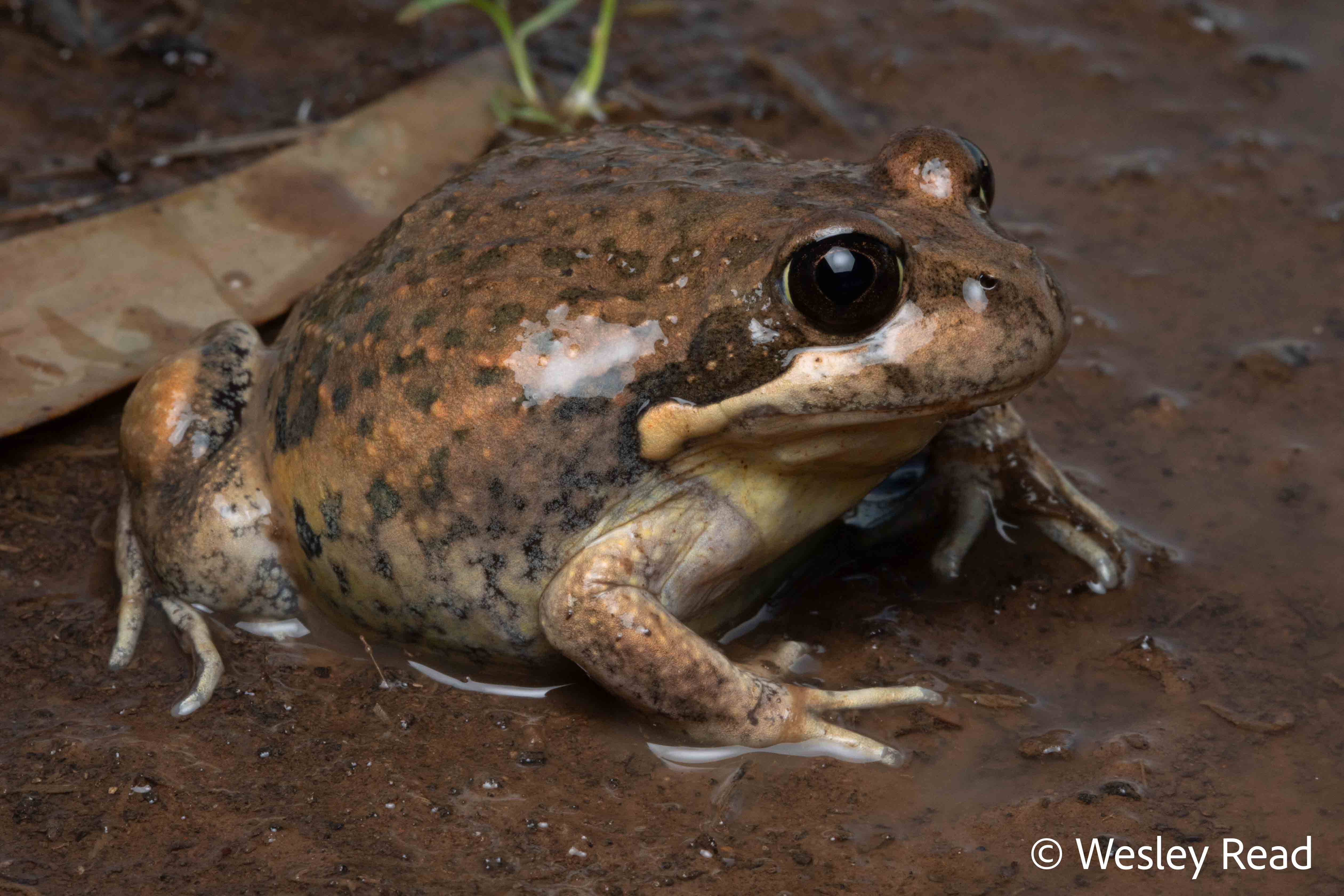 Limnodynastes dumerilii