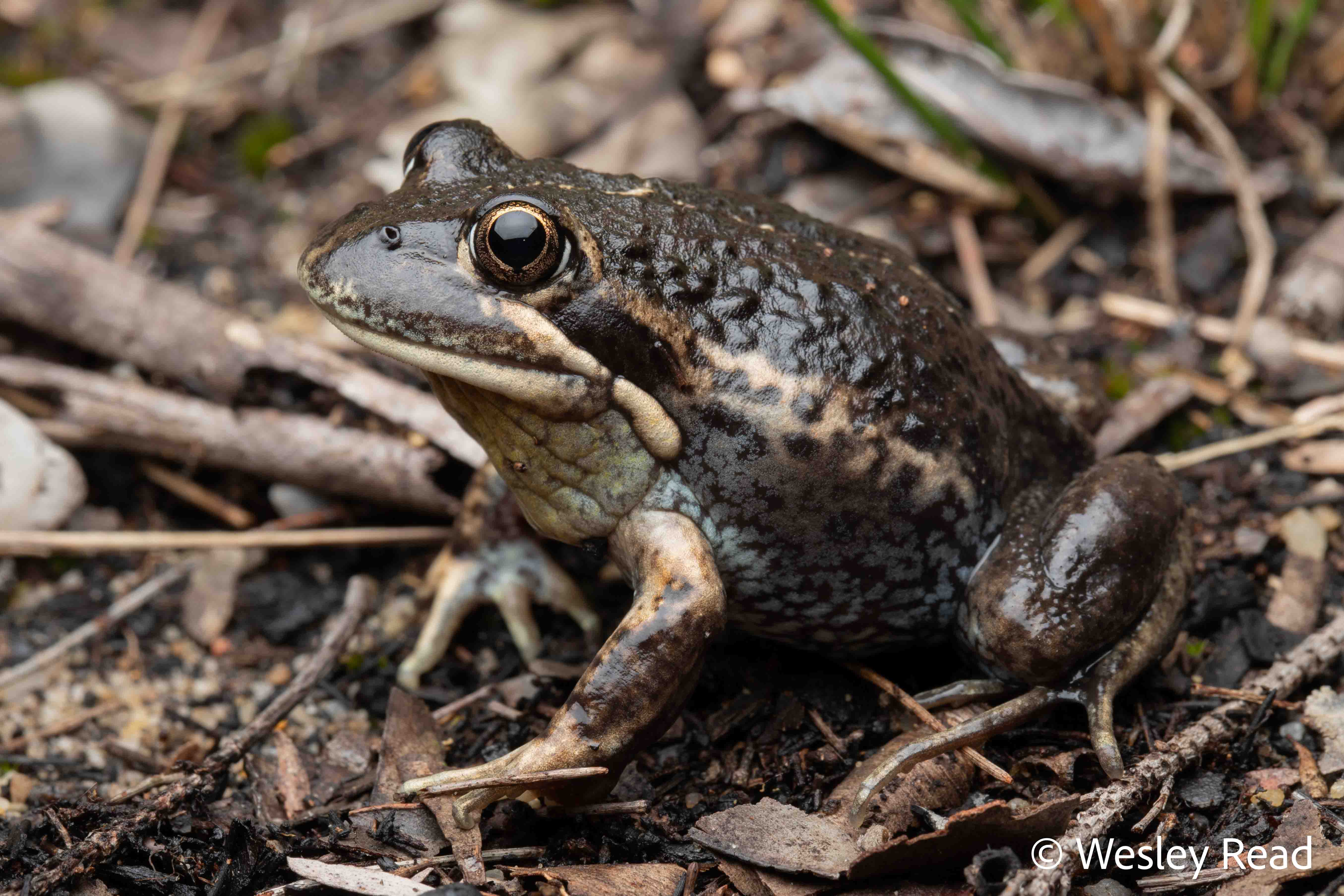 Limnodynastes dumerilii