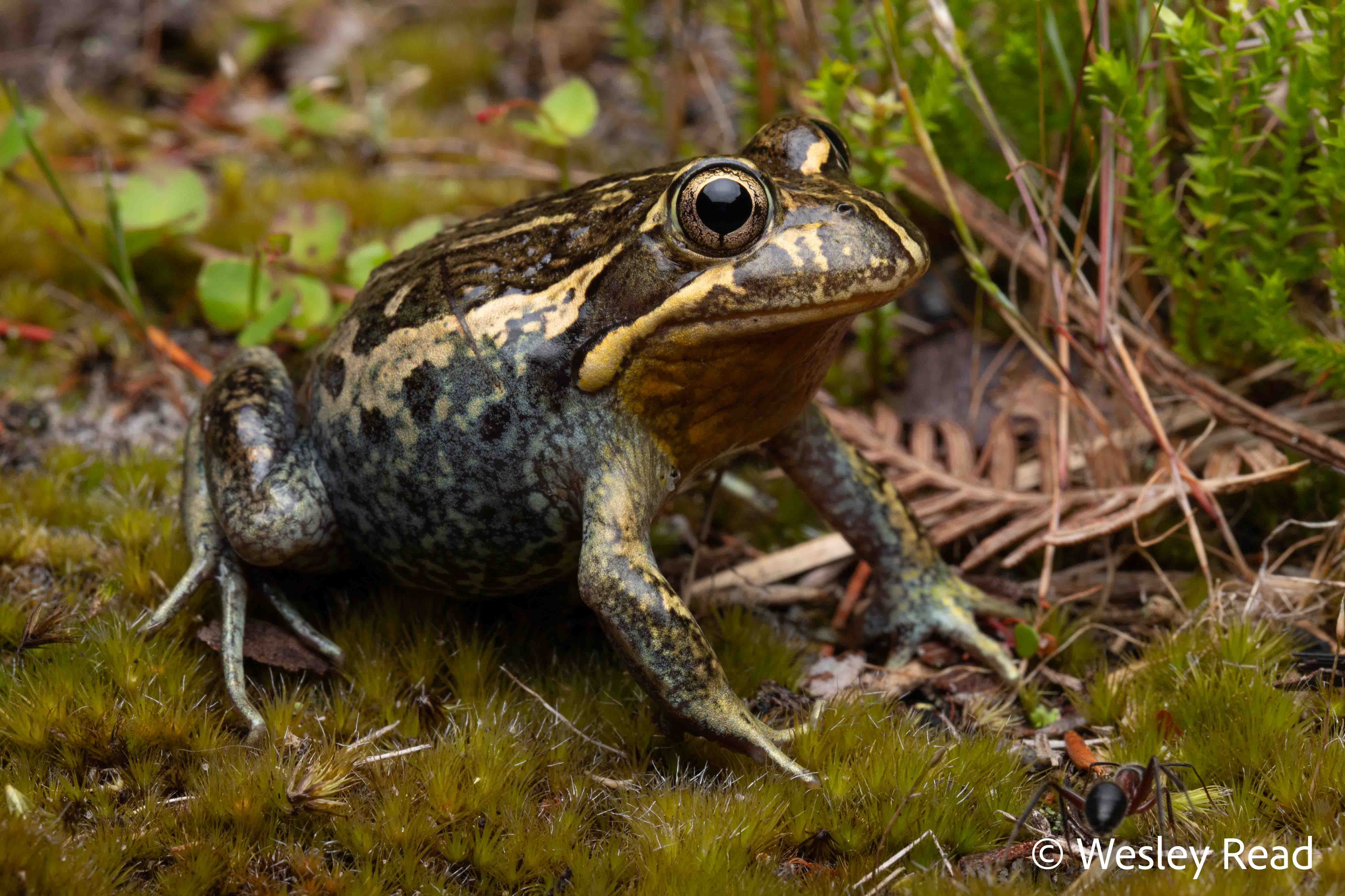 Limnodynastes dumerilii