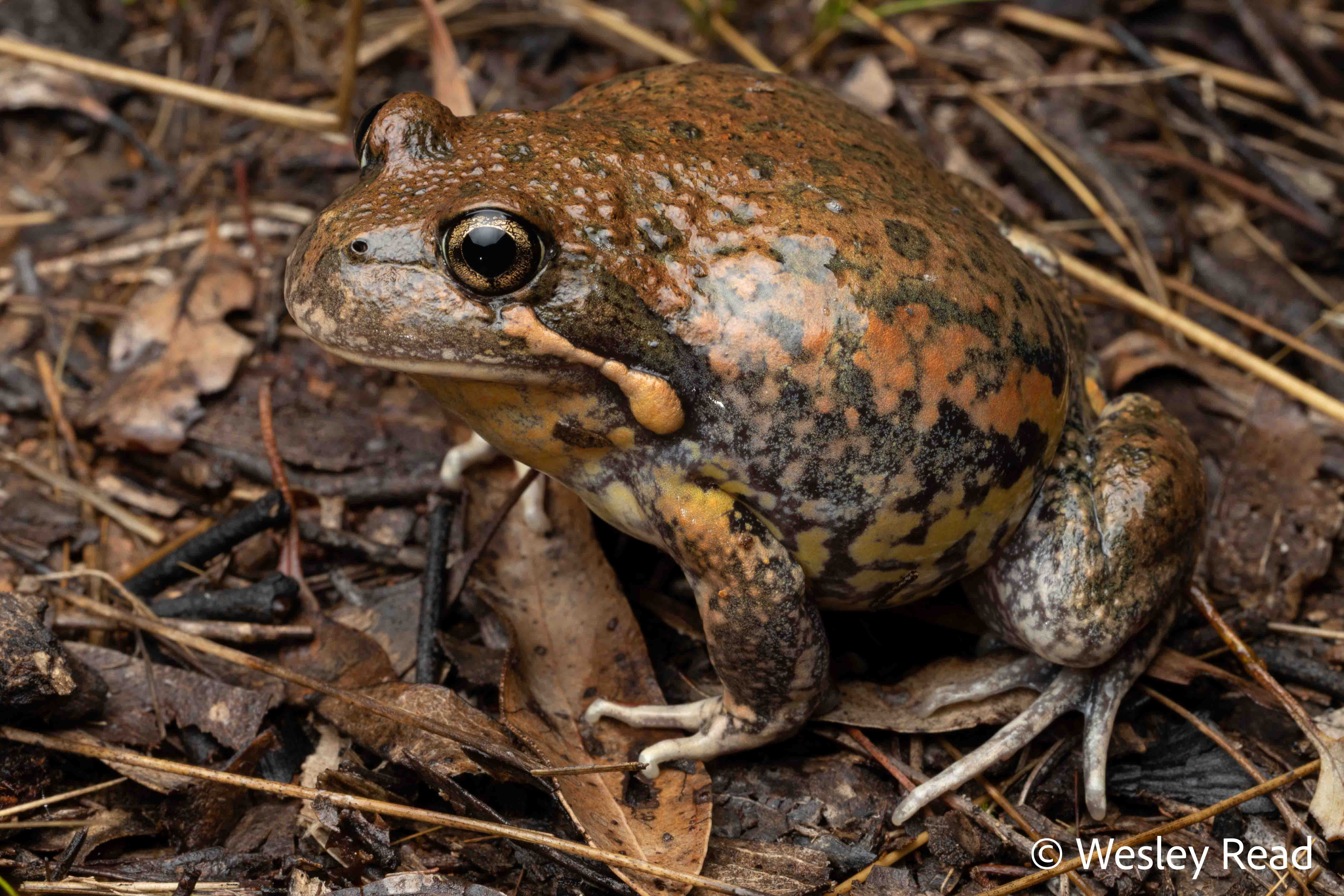 Limnodynastes dumerilii