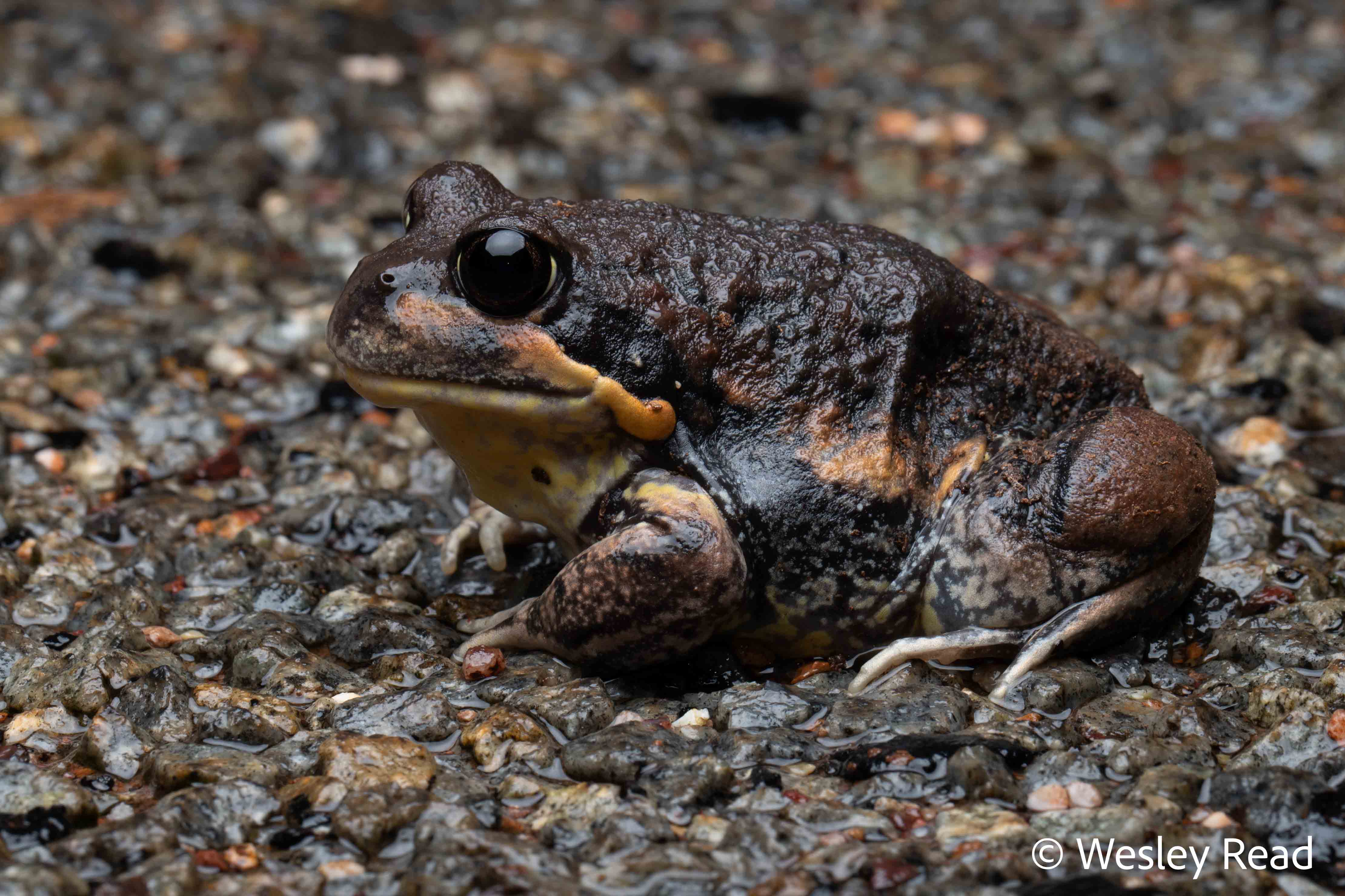 Limnodynastes interioris
