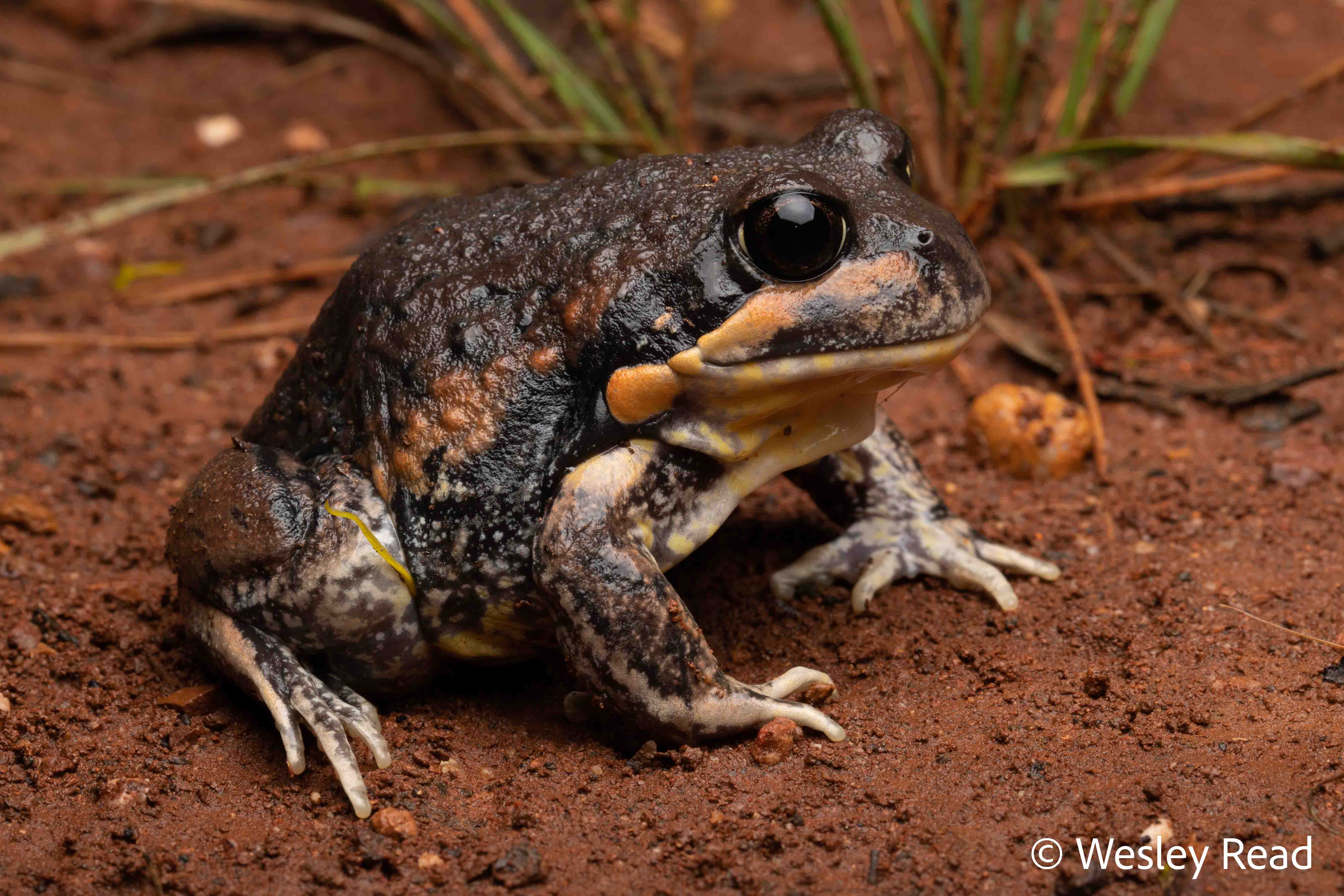 Limnodynastes interioris