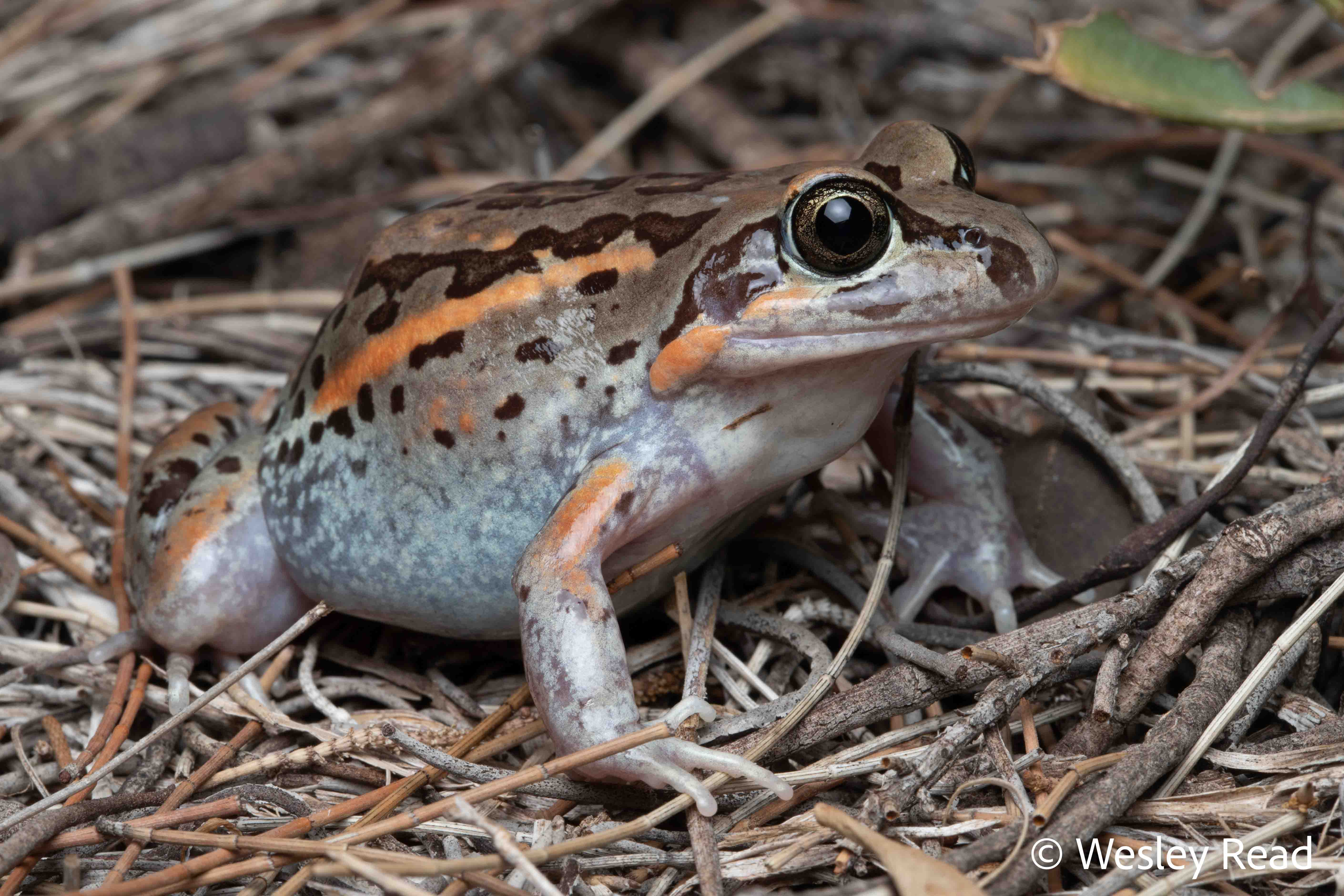 Limnodynastes salmini