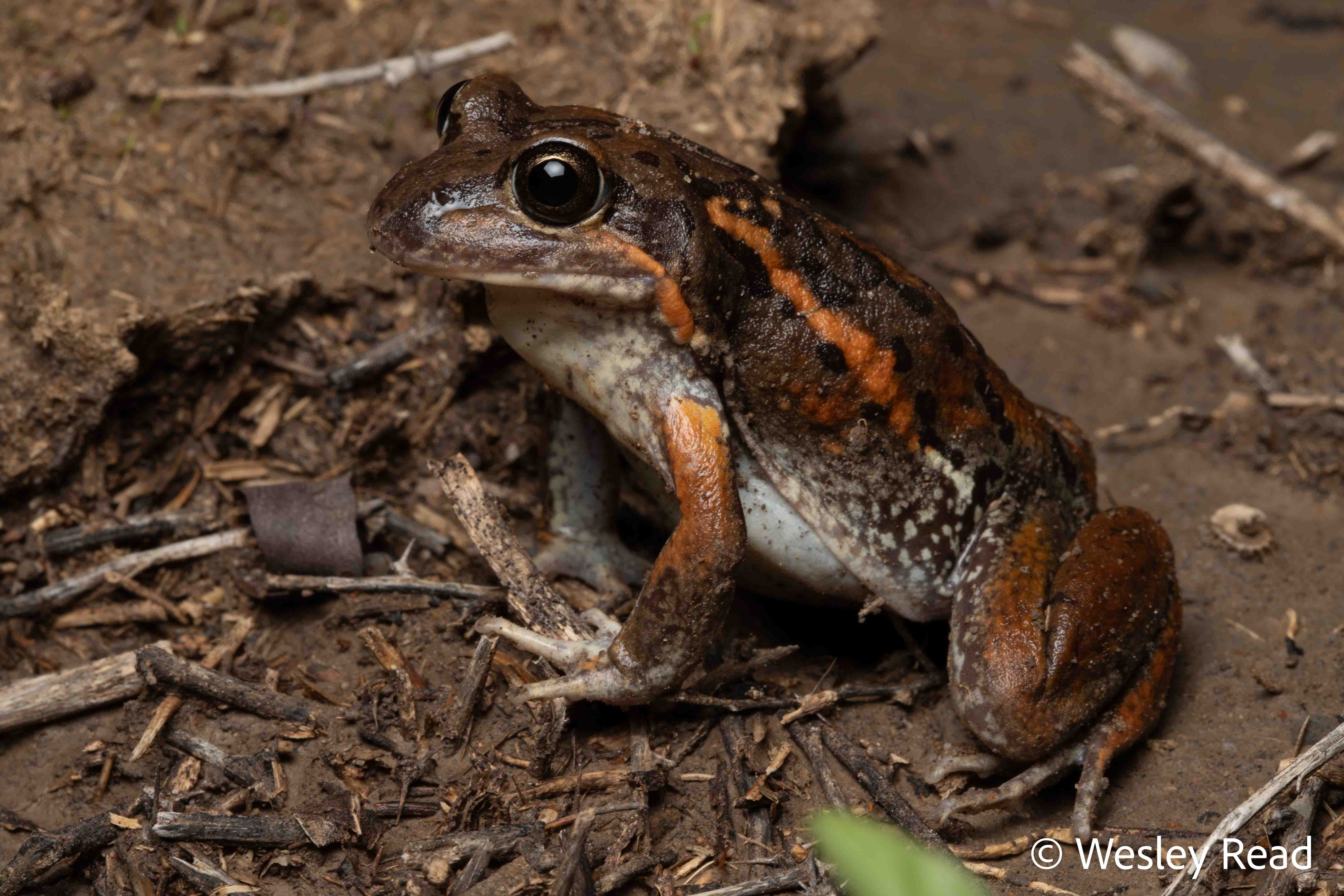 Limnodynastes salmini