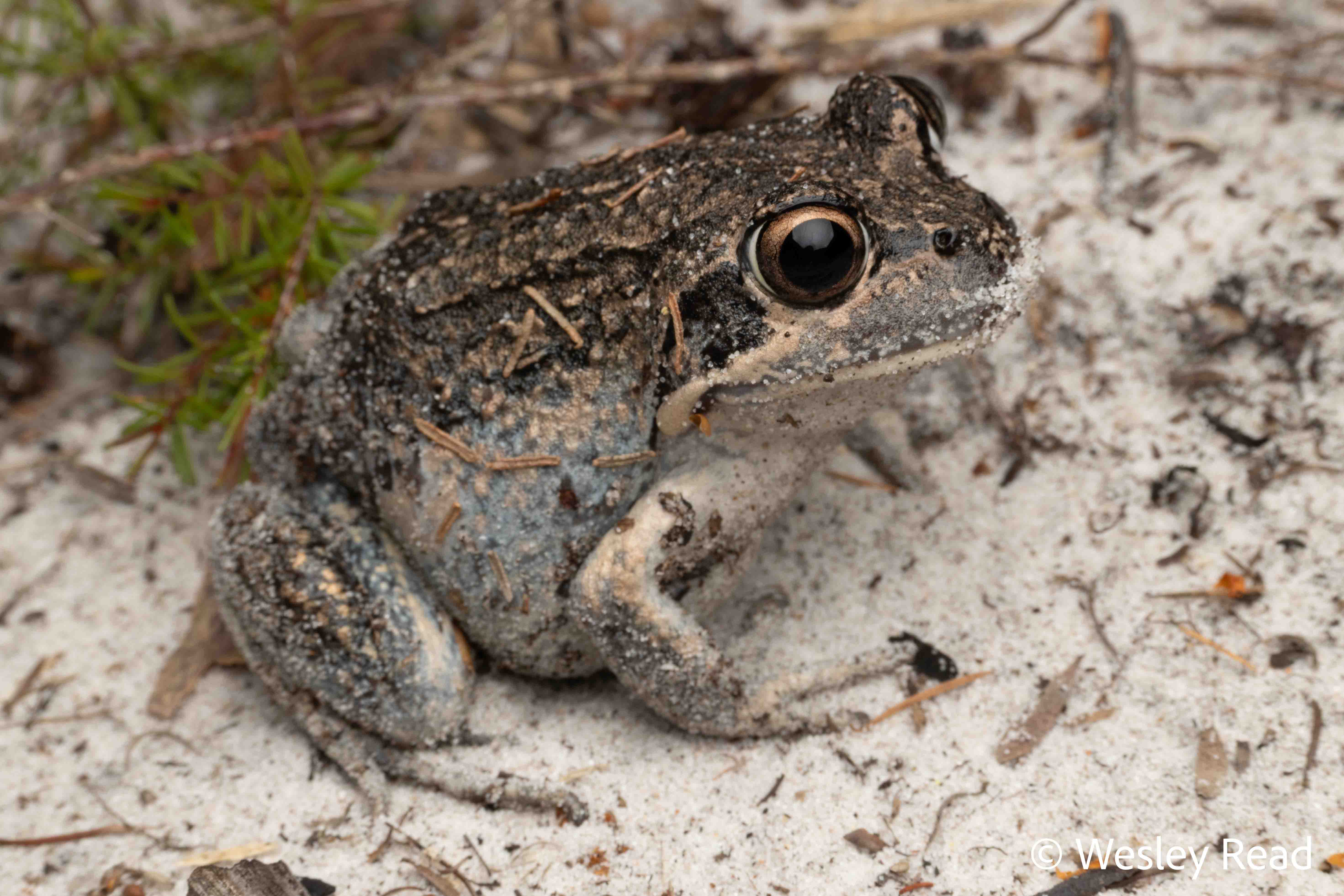 Limnodynastes superciliaris