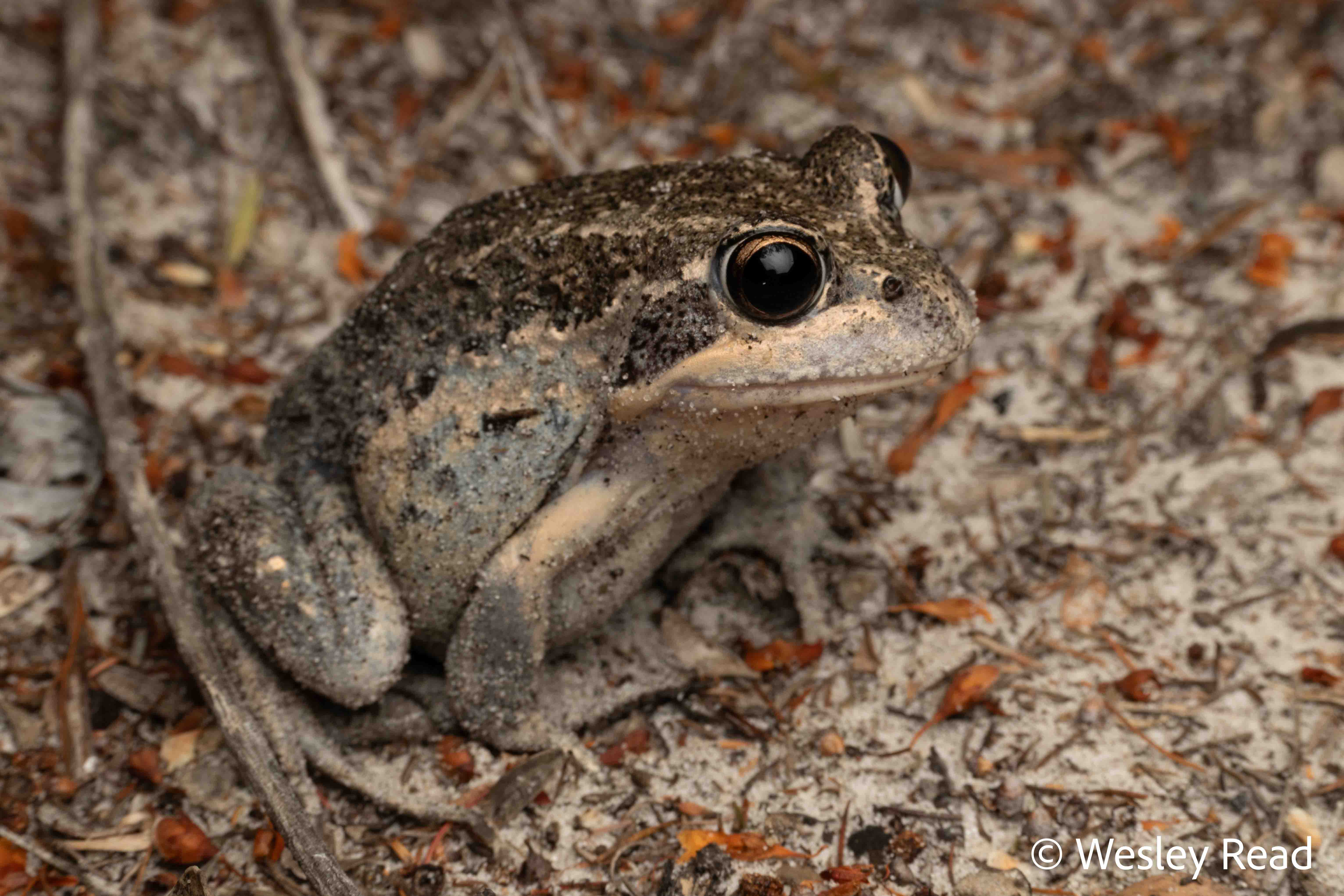 Limnodynastes superciliaris
