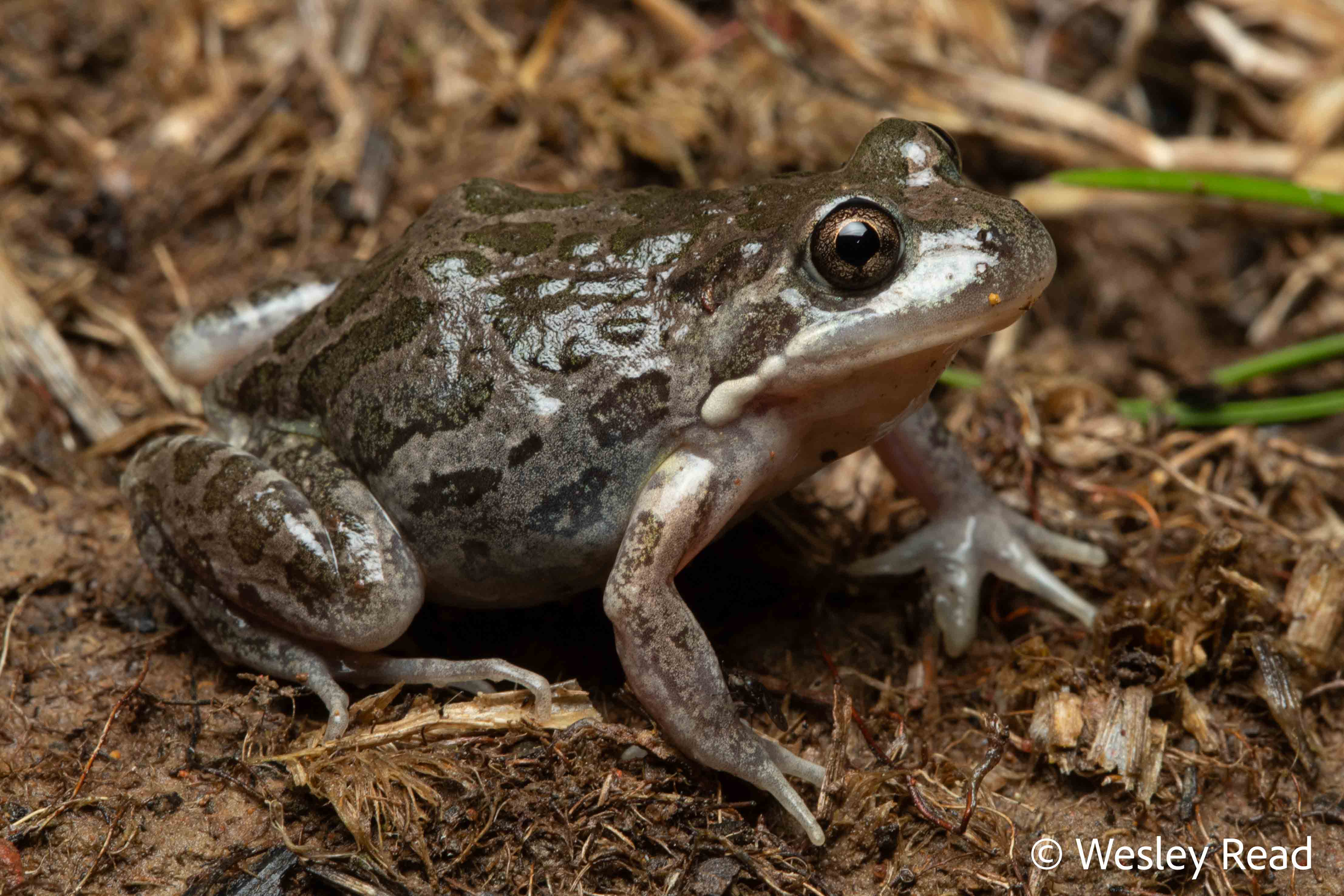Limnodynastes tasmaniensis