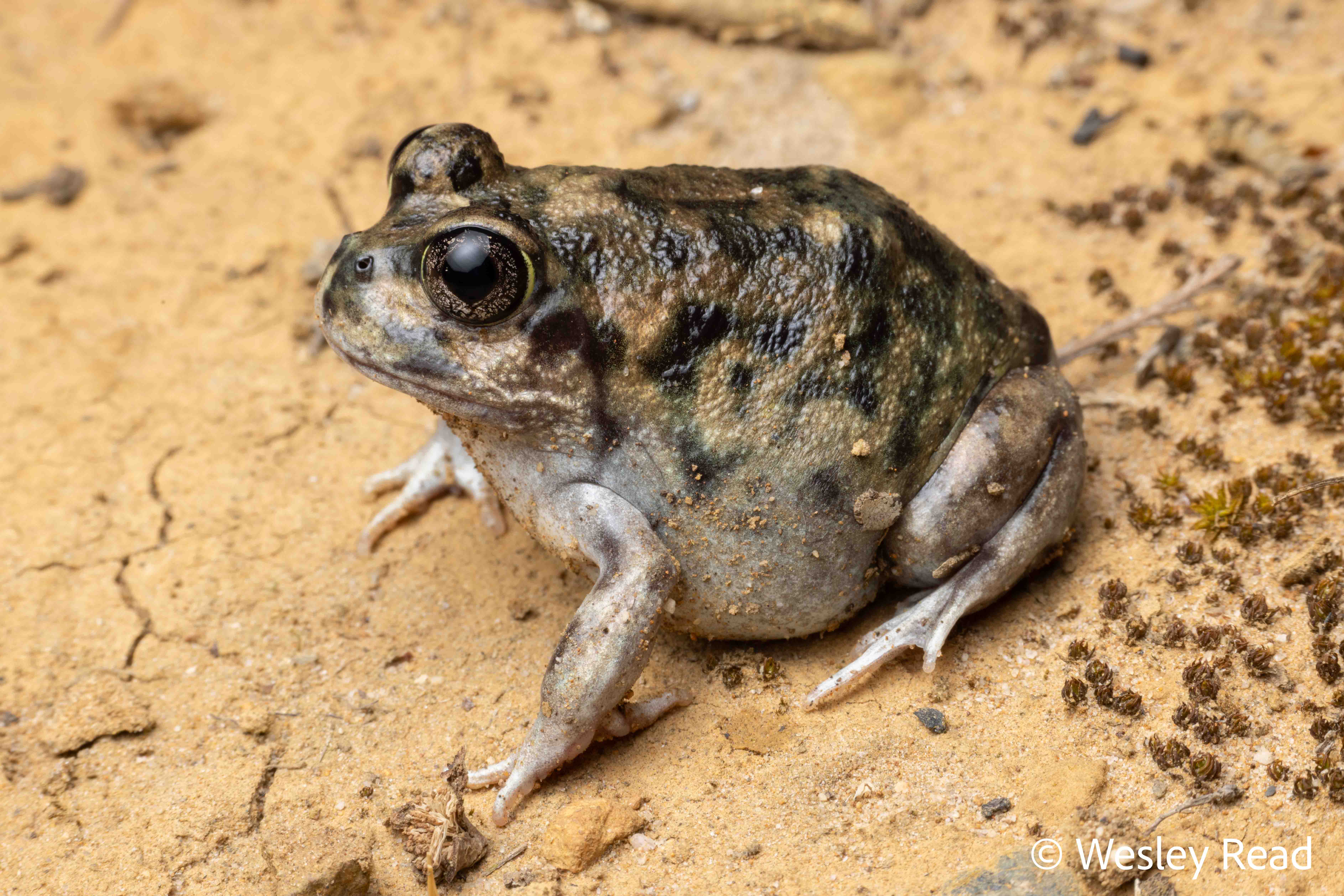 Neobatrachus albipes