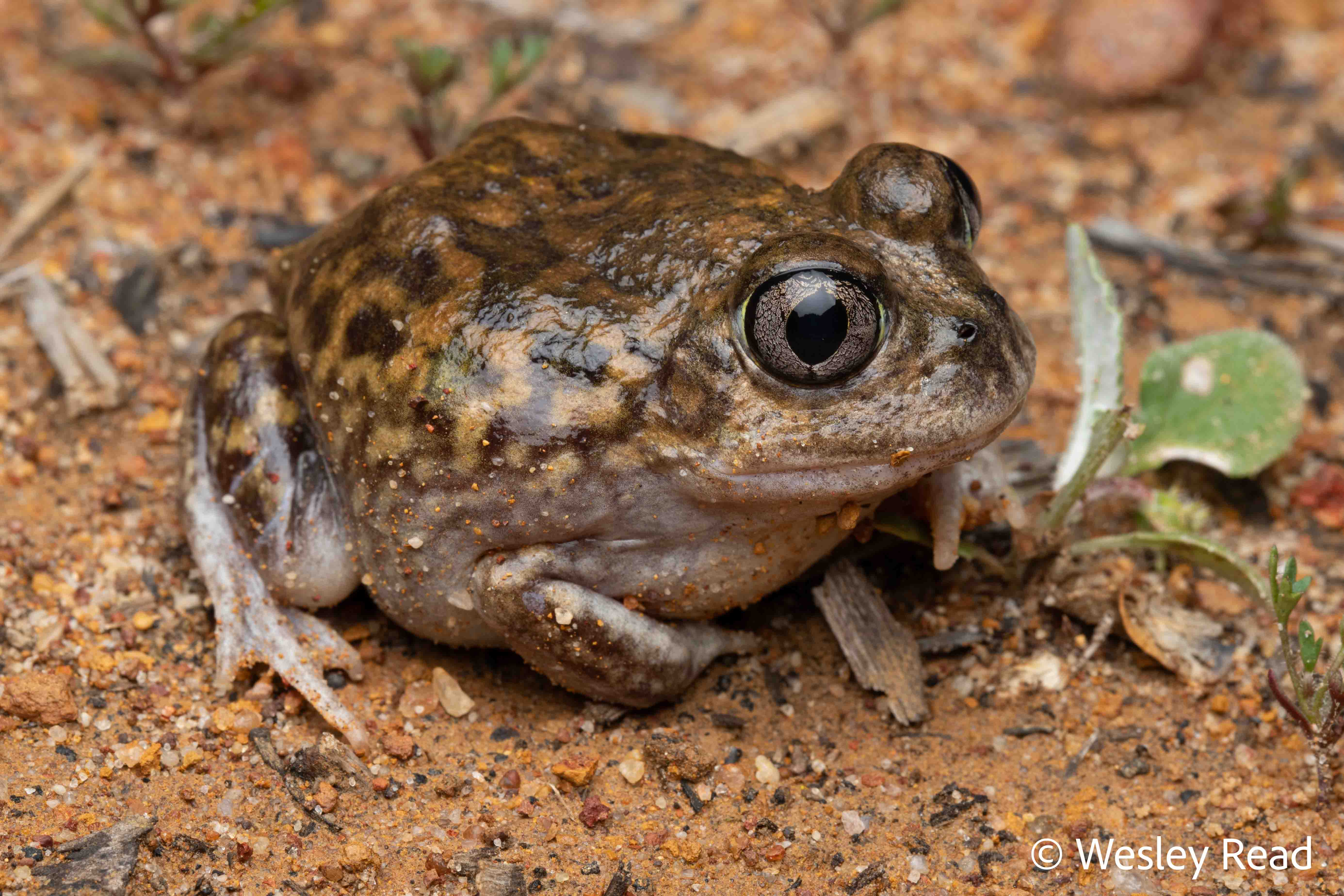 Neobatrachus kunapalari