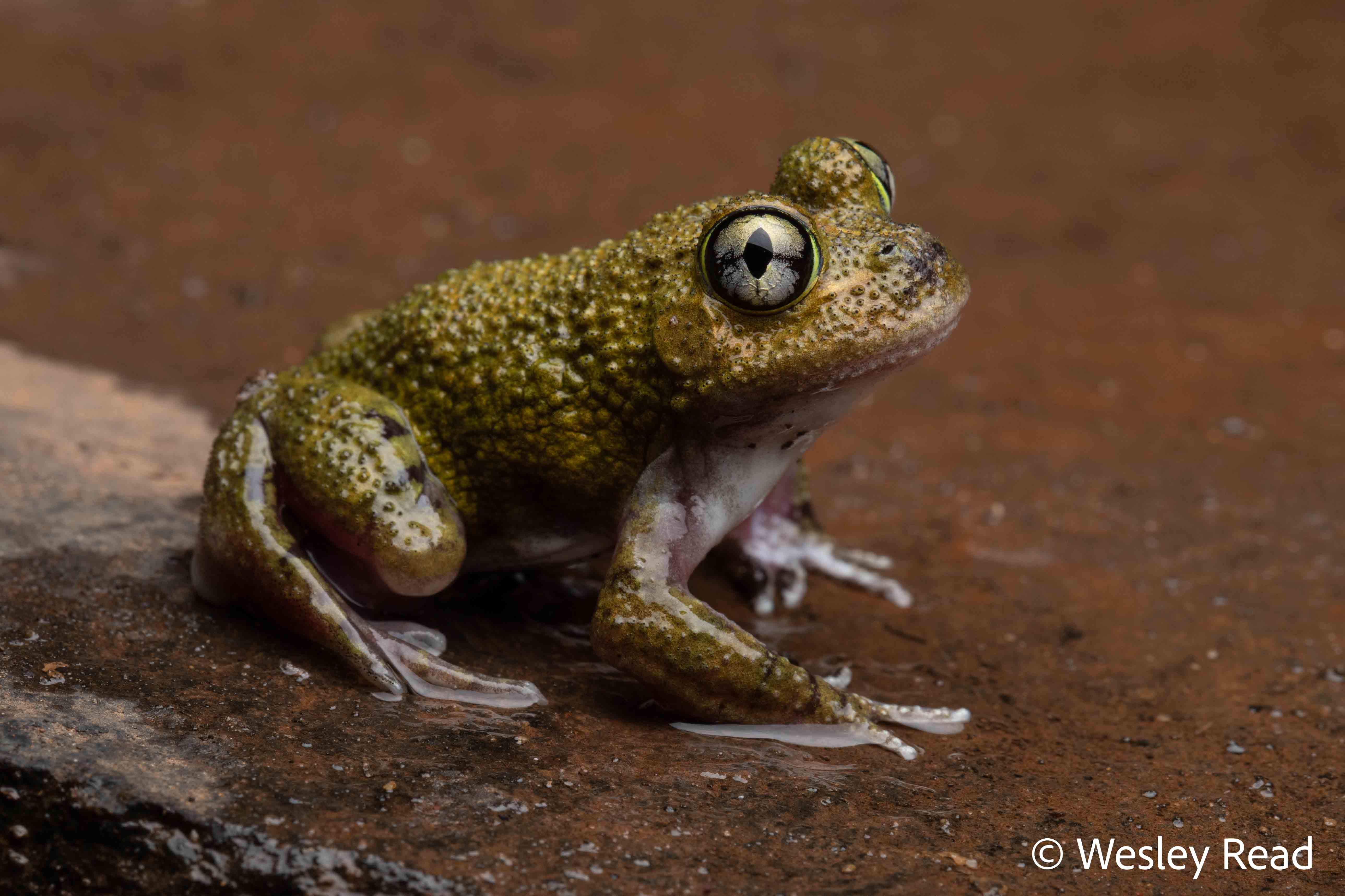 Neobatrachus pelobatoides